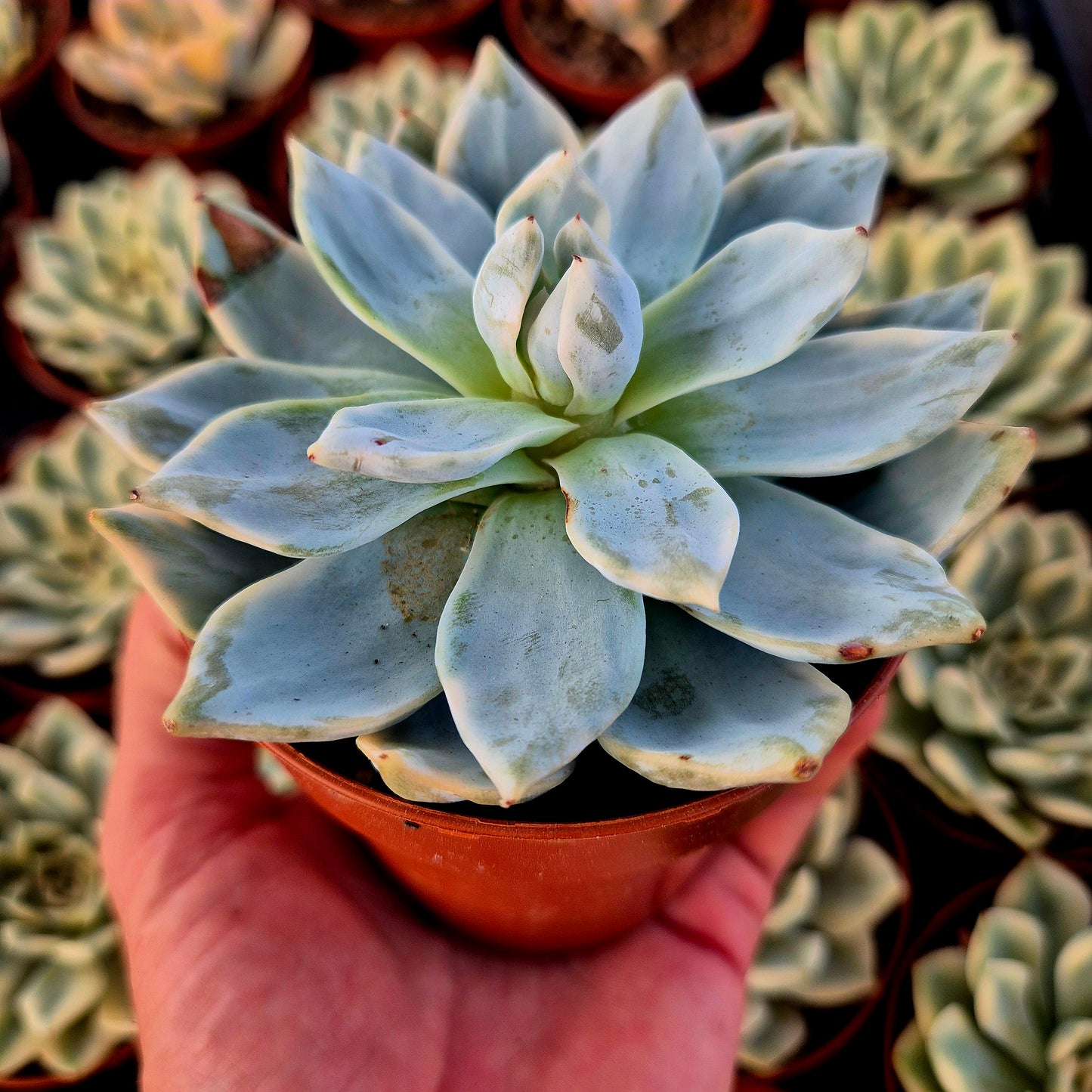 Echeveria "Blue Bird" variegada