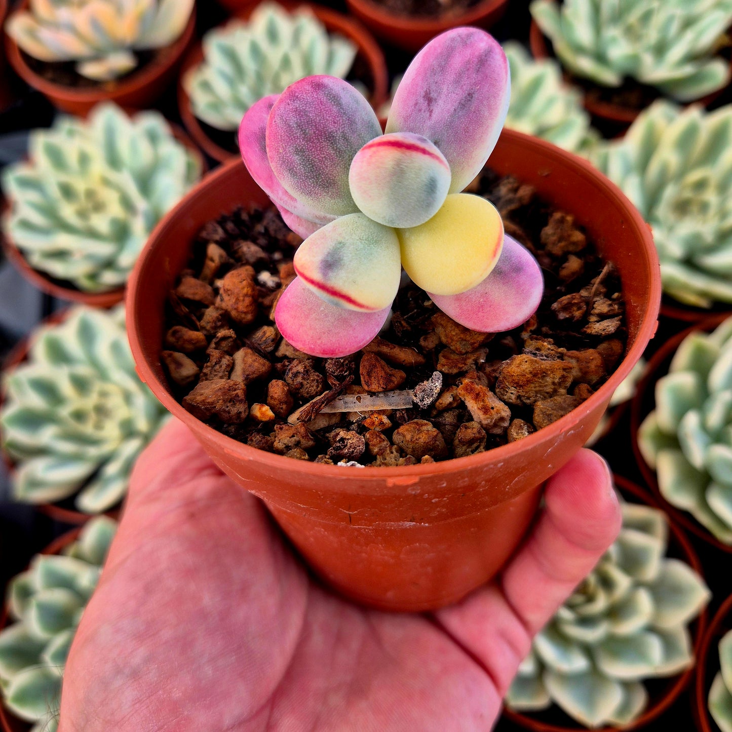Cotyledon orbiculata var oophila variegado