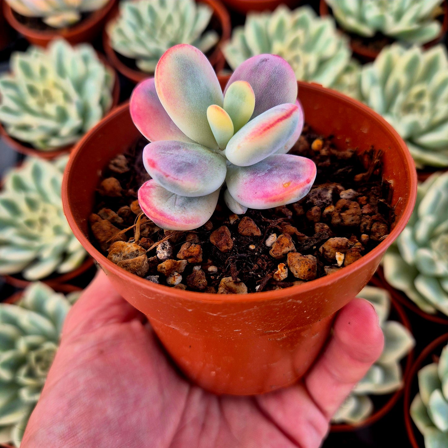 Cotyledon orbiculata var oophila variegado