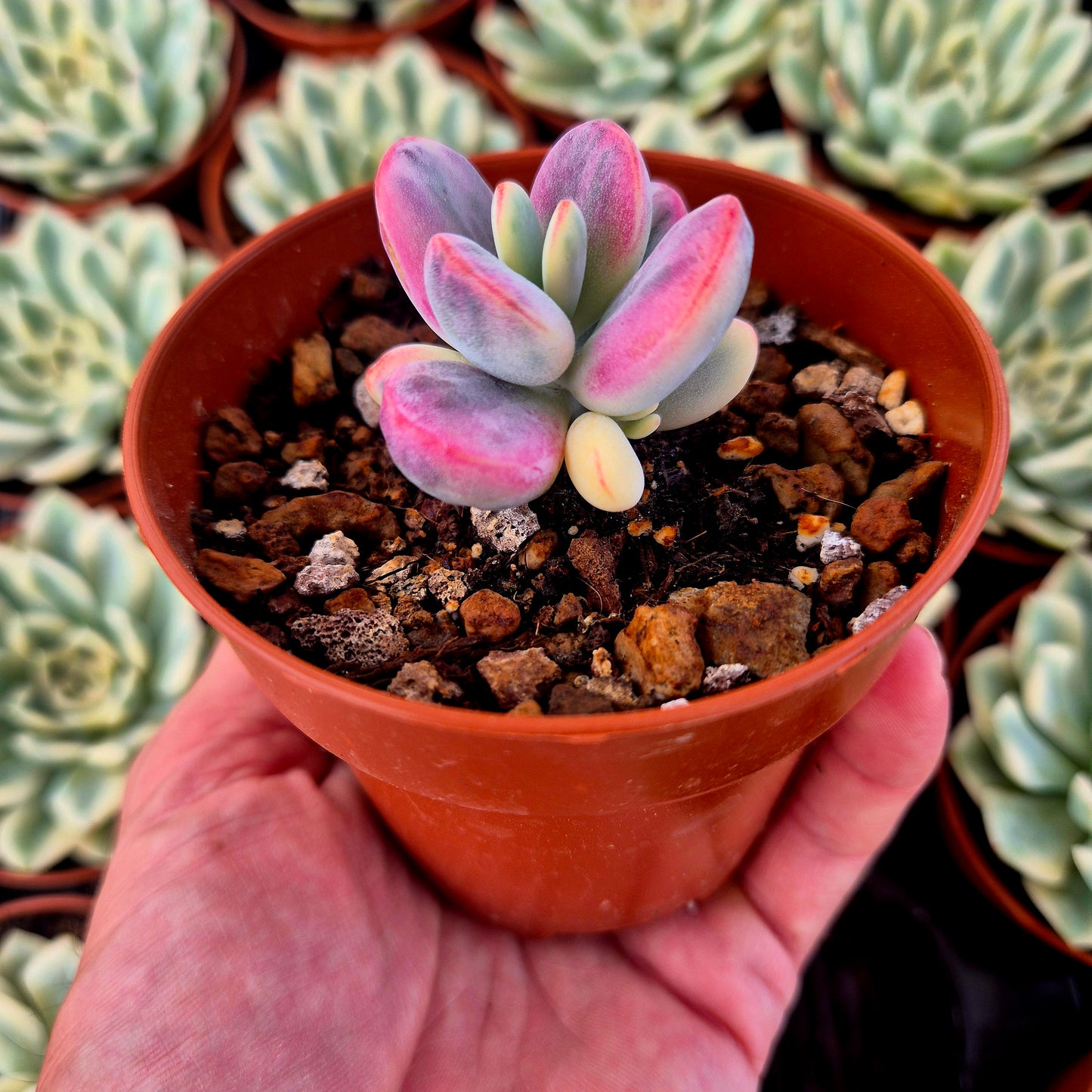 Cotyledon orbiculata var oophila variegado