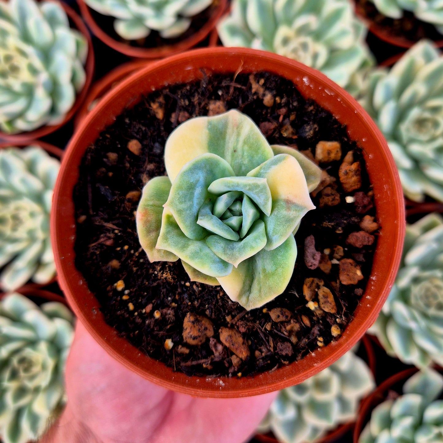 Graptoveria « Lovely Rose » panachée