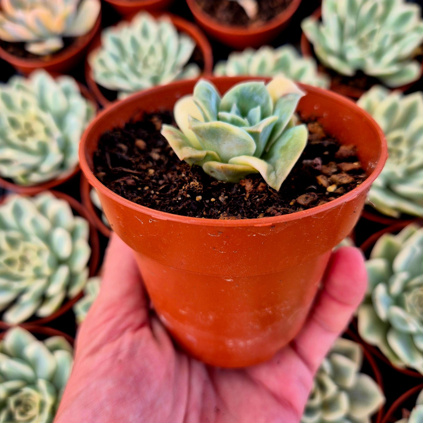 Graptoveria « Lovely Rose » panachée