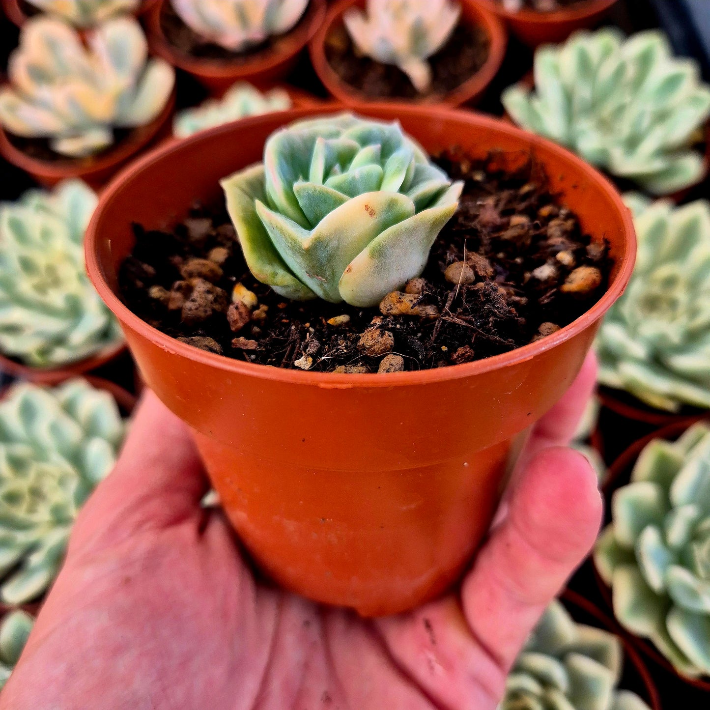 Graptoveria « Lovely Rose » panachée
