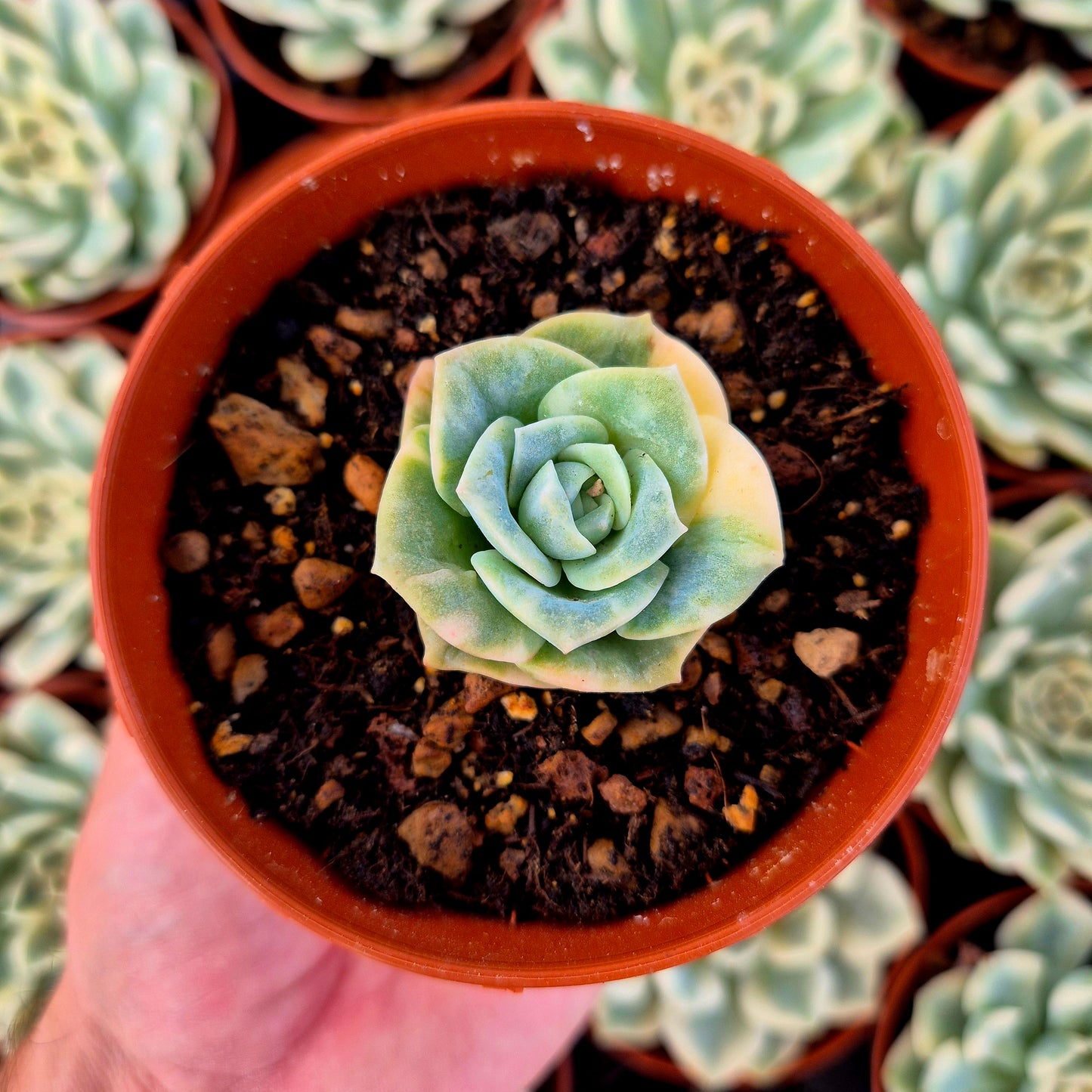 Graptoveria « Lovely Rose » panachée