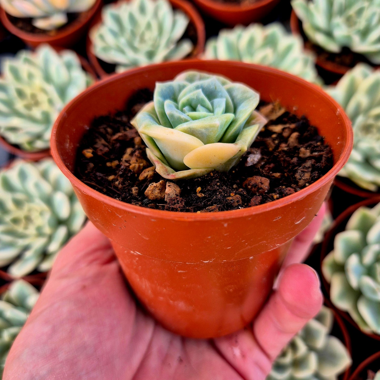 Graptoveria « Lovely Rose » panachée