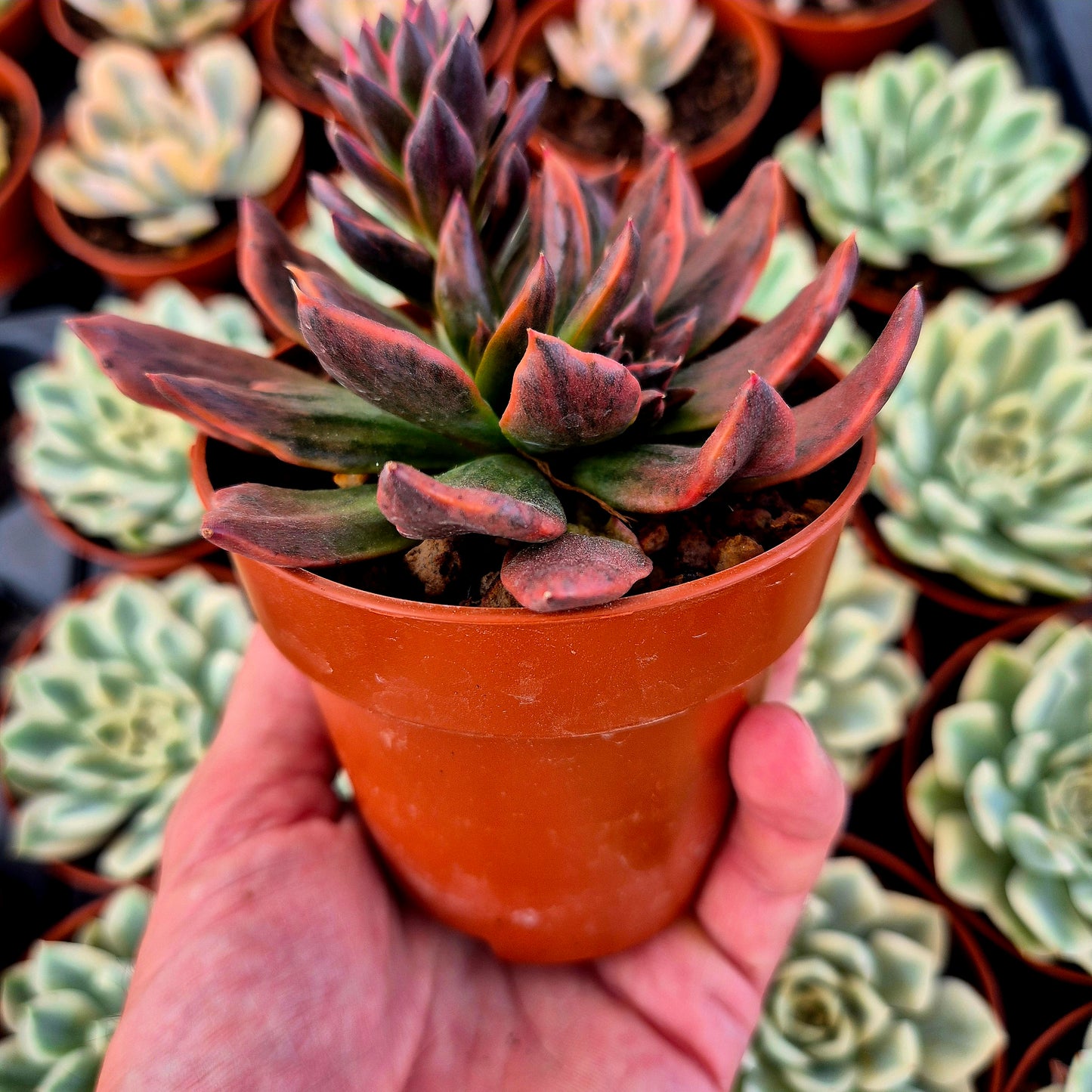 Echeveria « Red Prince » panaché