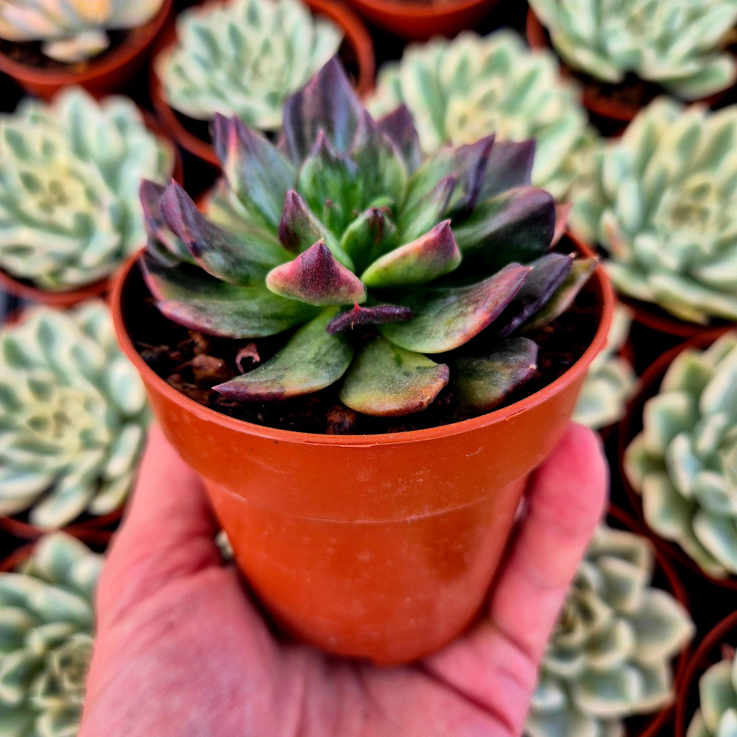 Echeveria "Army Prince" variegada