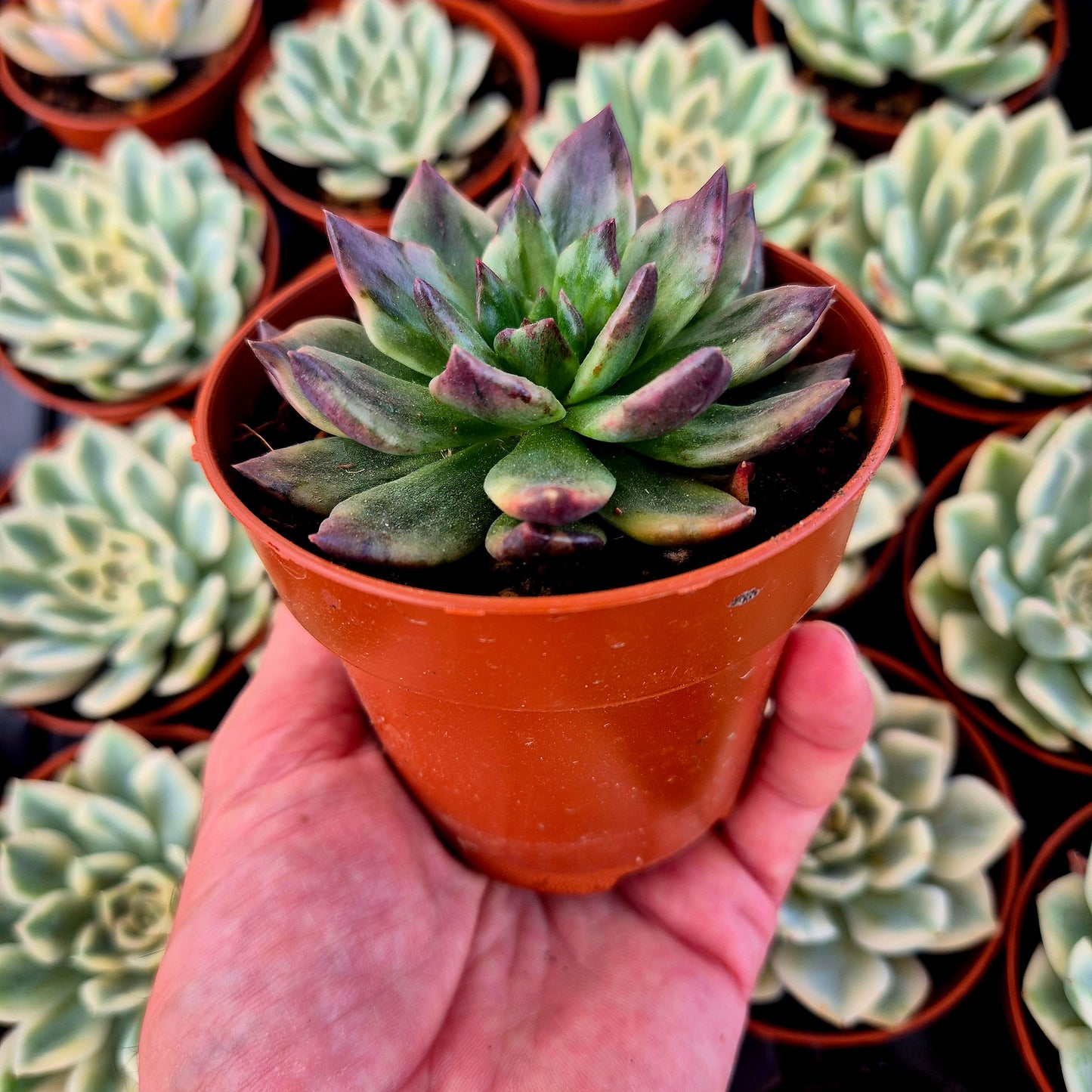 Echeveria "Army Prince" variegada
