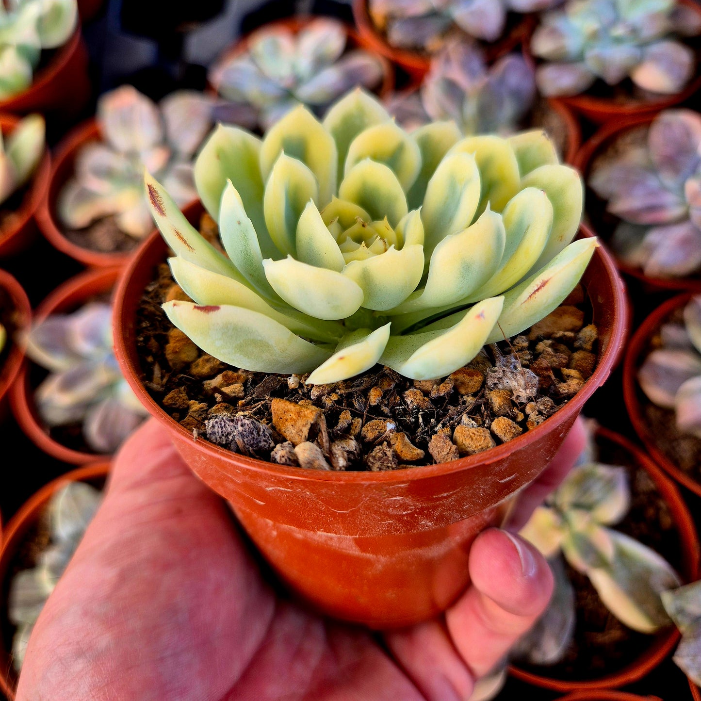 Echeveria "Strawberry Ice Cream" variegada