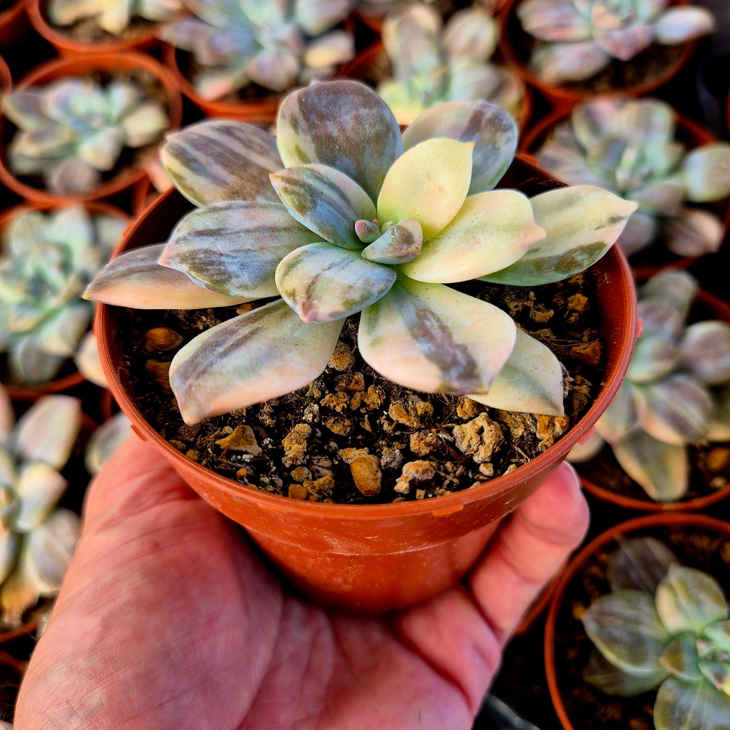 Graptopetalum superbum variegado