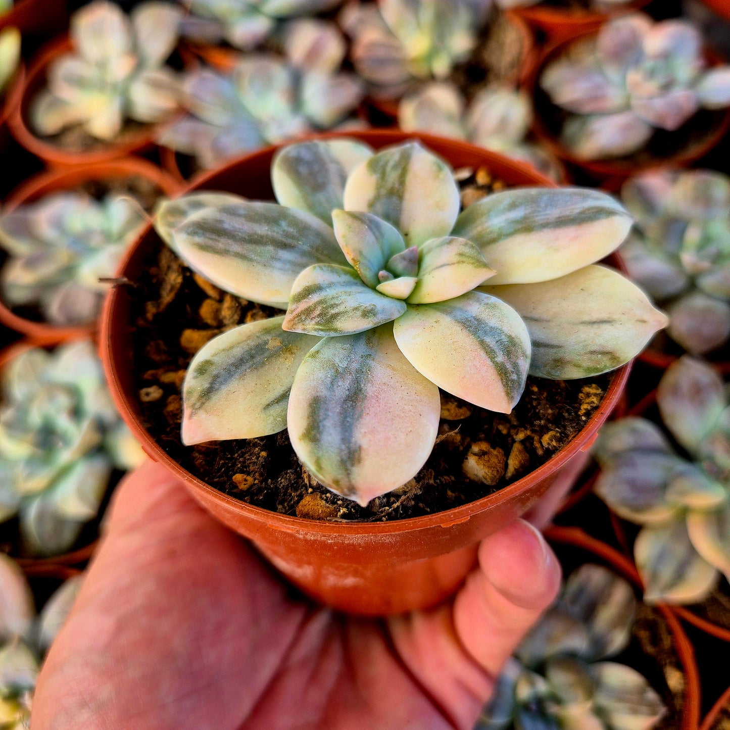 Graptopetalum superbum variegado