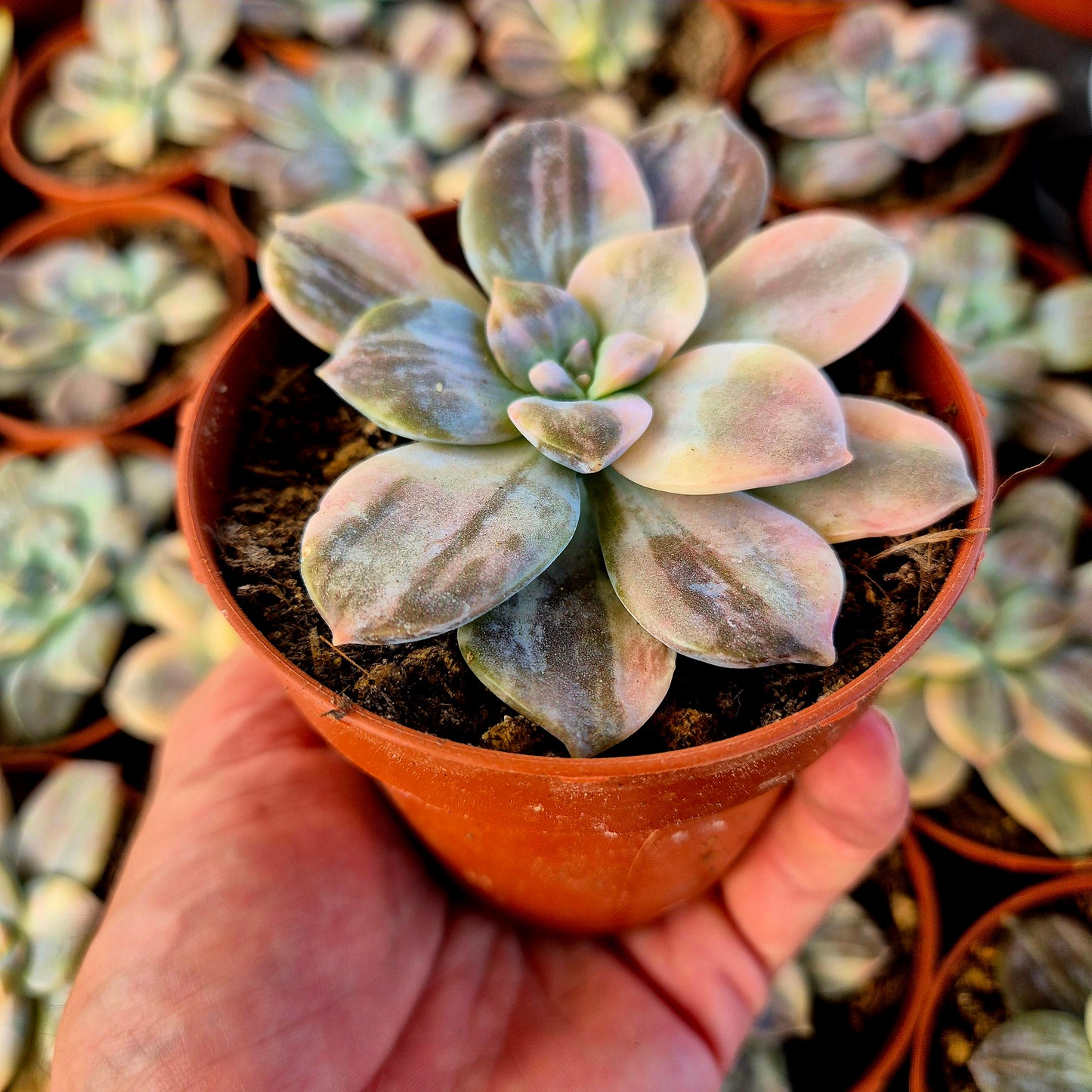 Graptopetalum superbum variegado