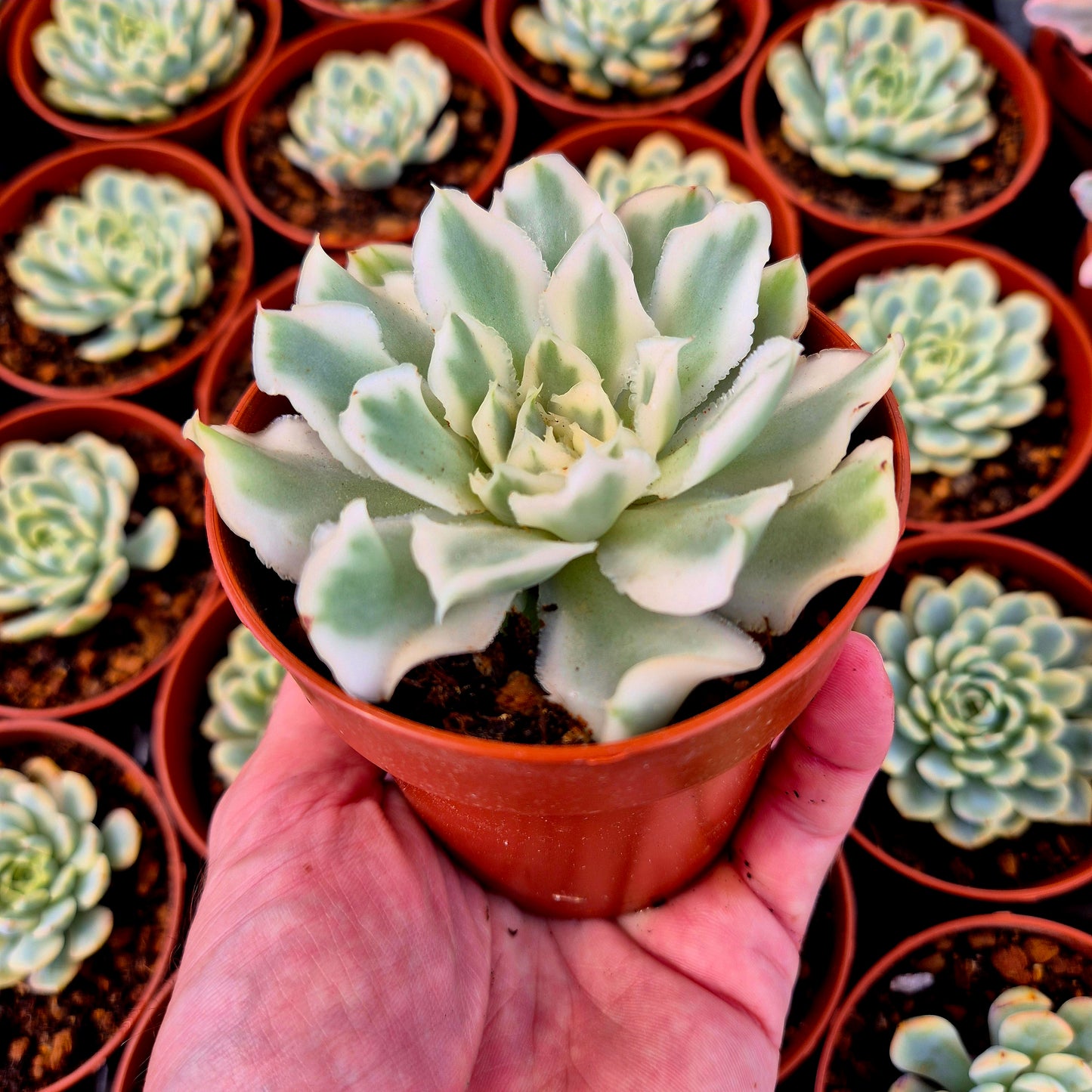 Echeveria "Purple Butterfly" variegada