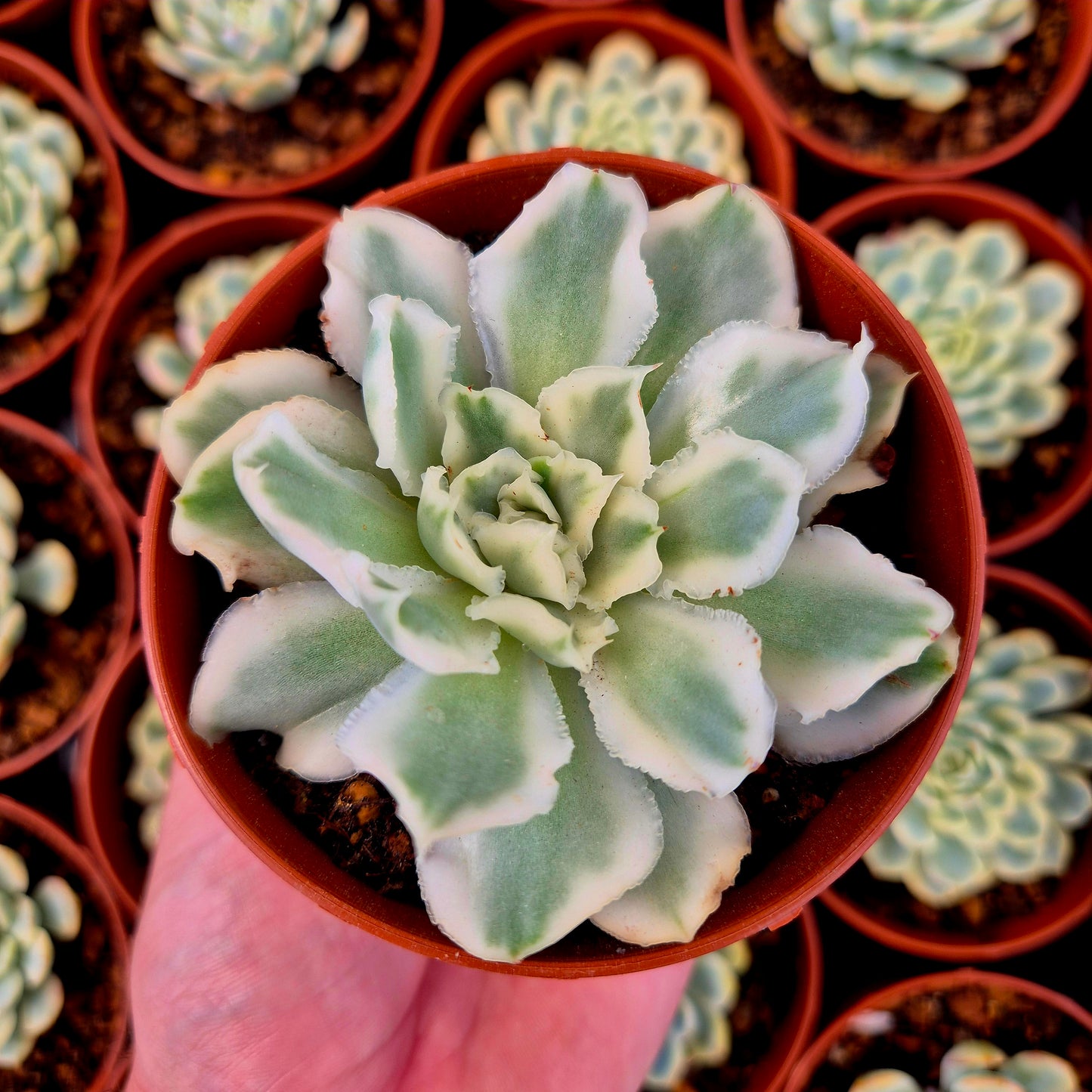 Echeveria "Purple Butterfly" variegada