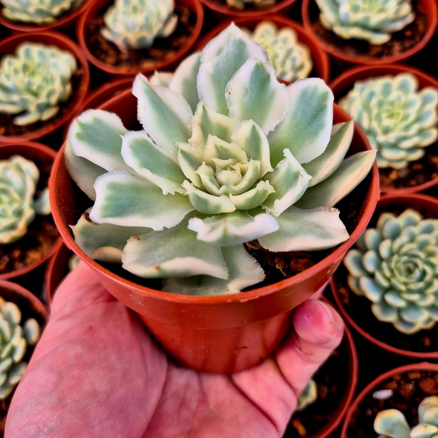 Echeveria "Purple Butterfly" variegada