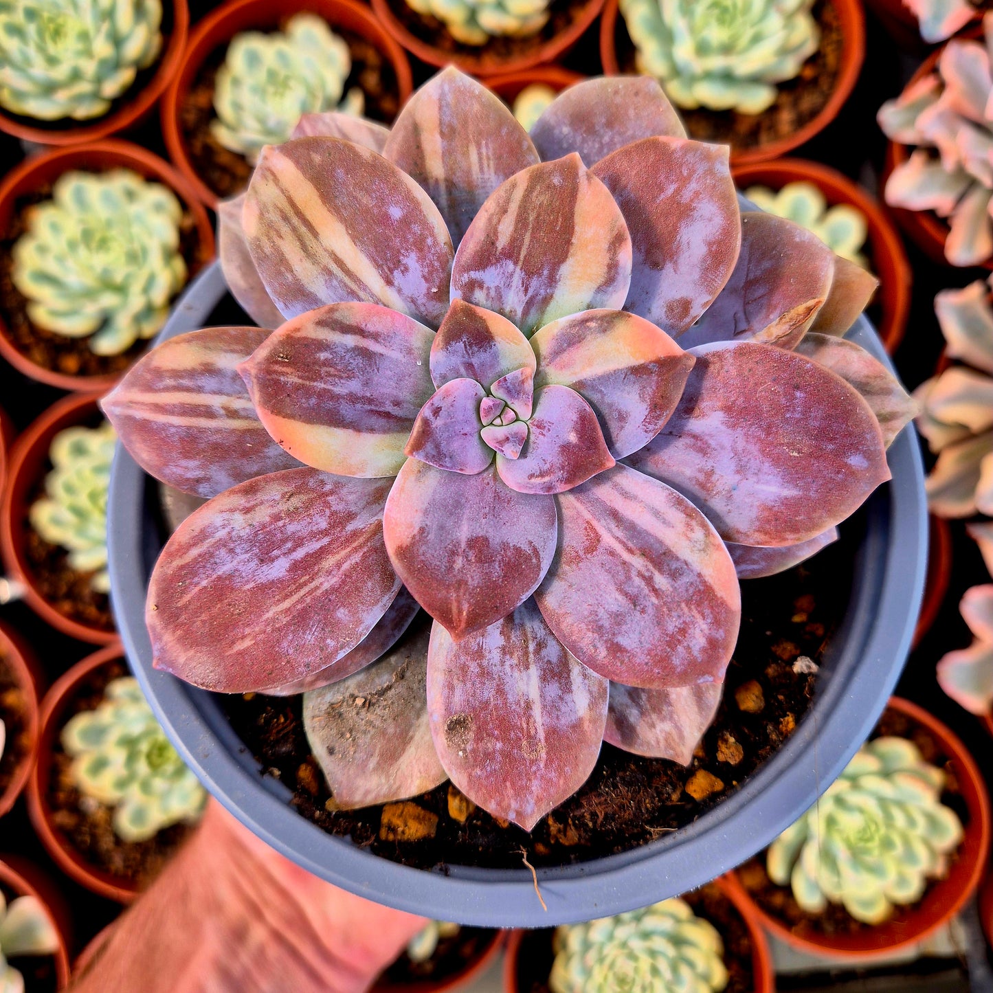 Graptopetalum superbum variegado