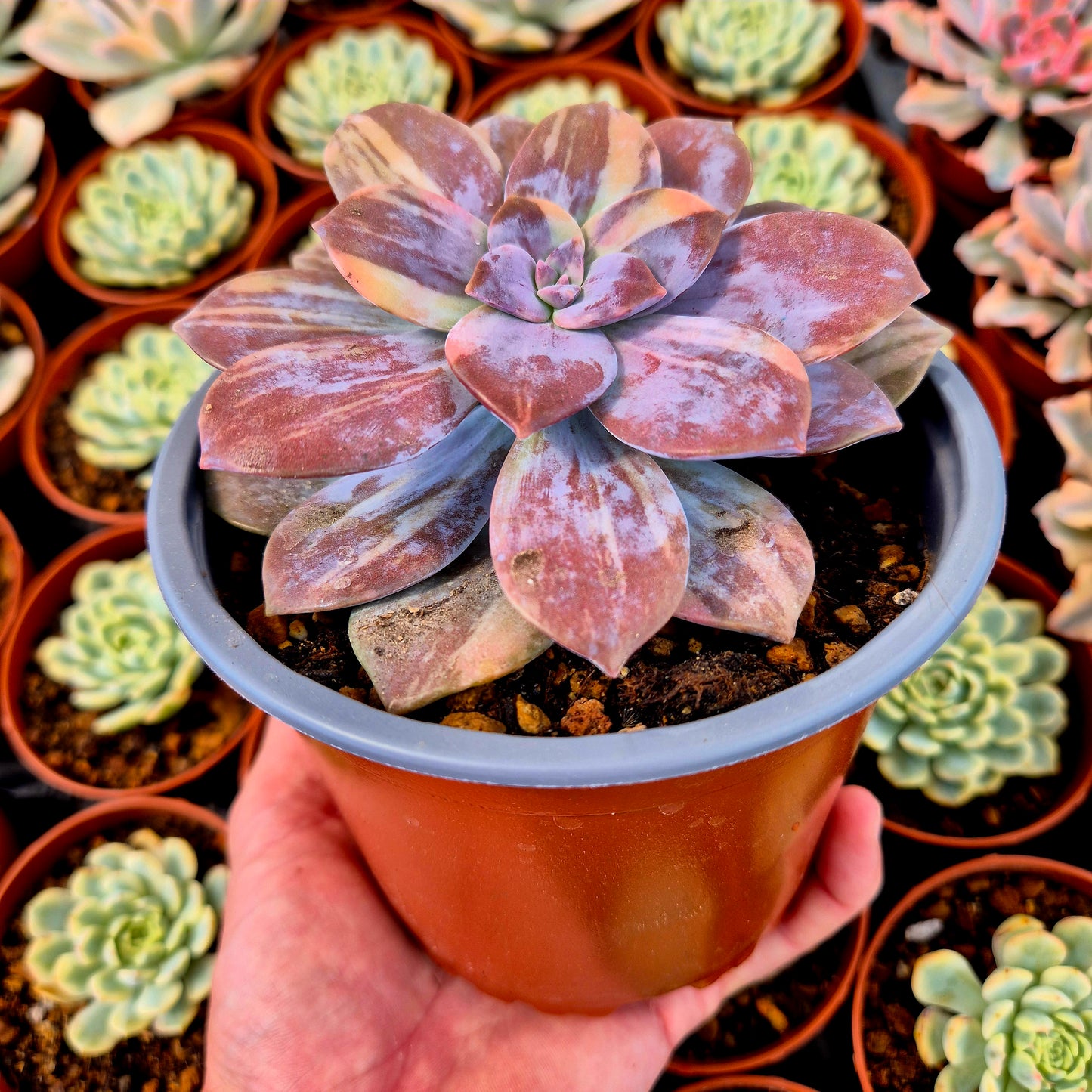 Graptopetalum superbum variegado