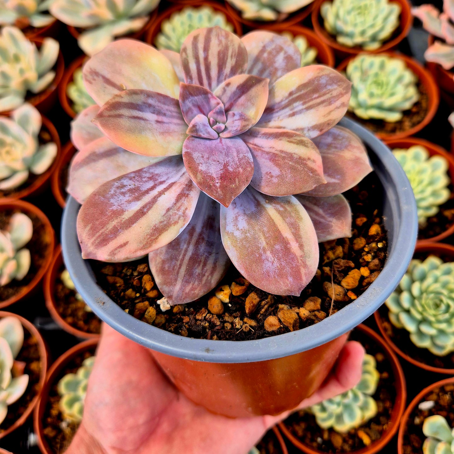 Graptopetalum superbum variegado