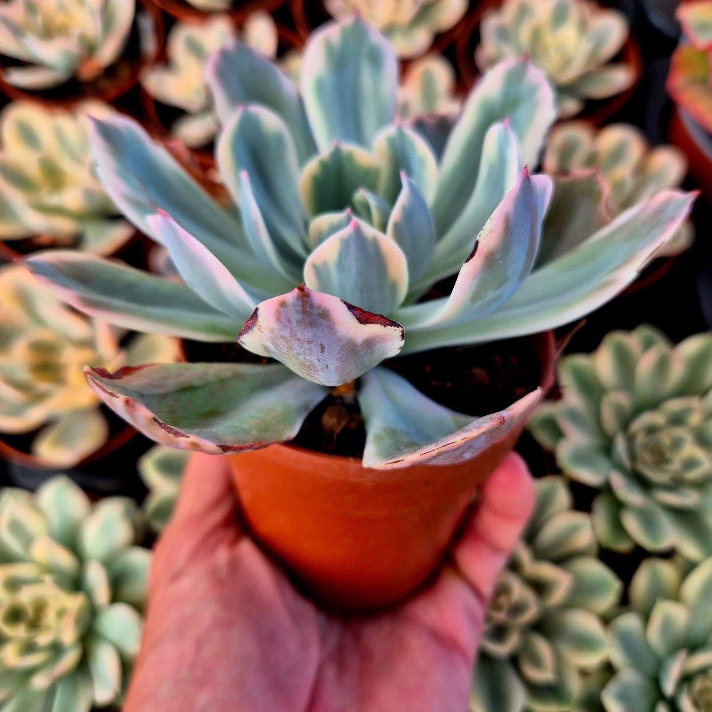 Echeveria "Imbricata" variegada