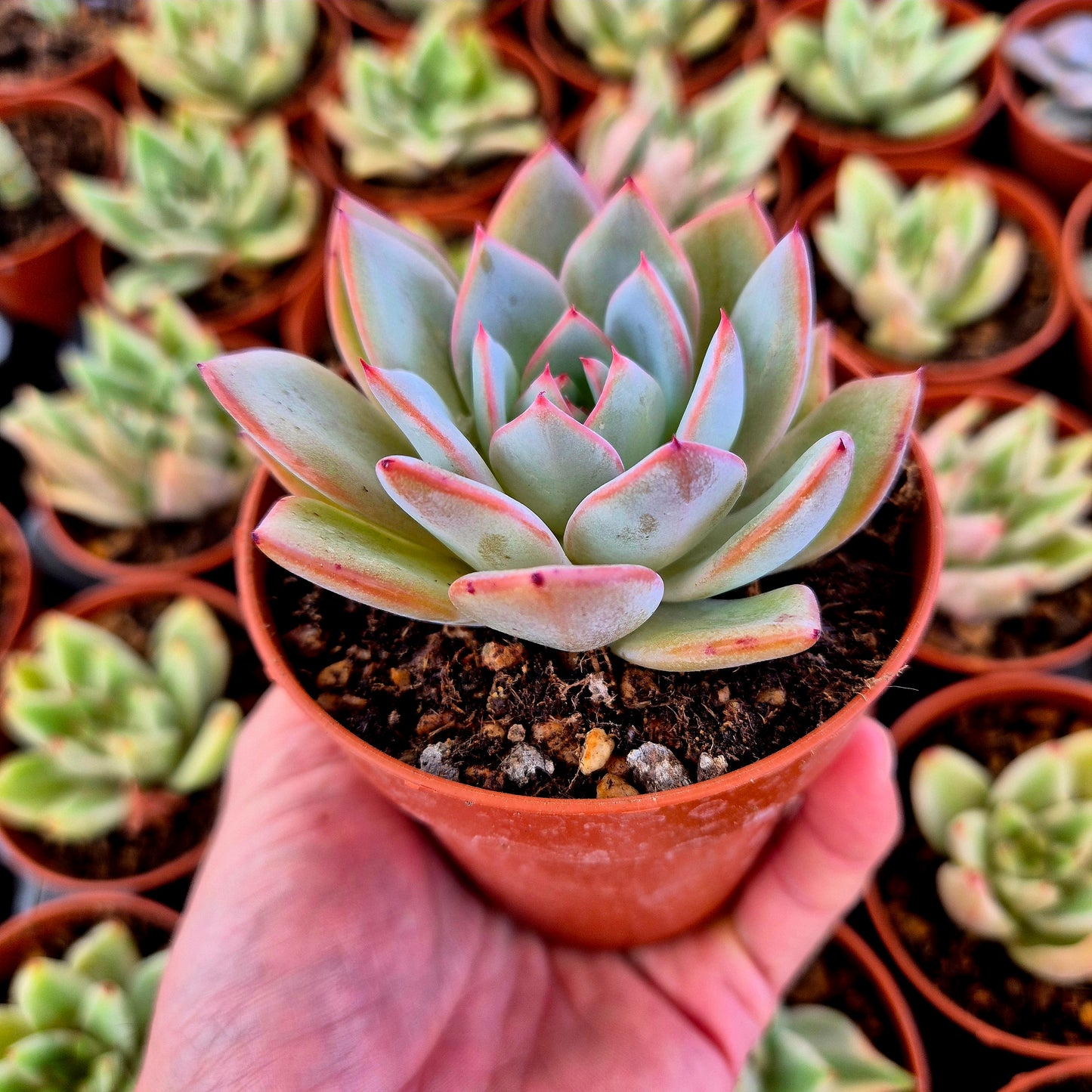 Echeveria "Jakku"