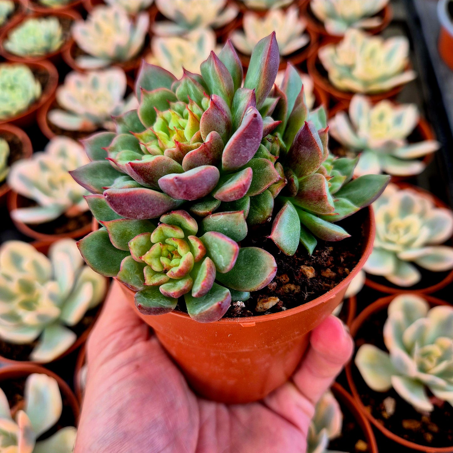 Echeveria "Tesla"
