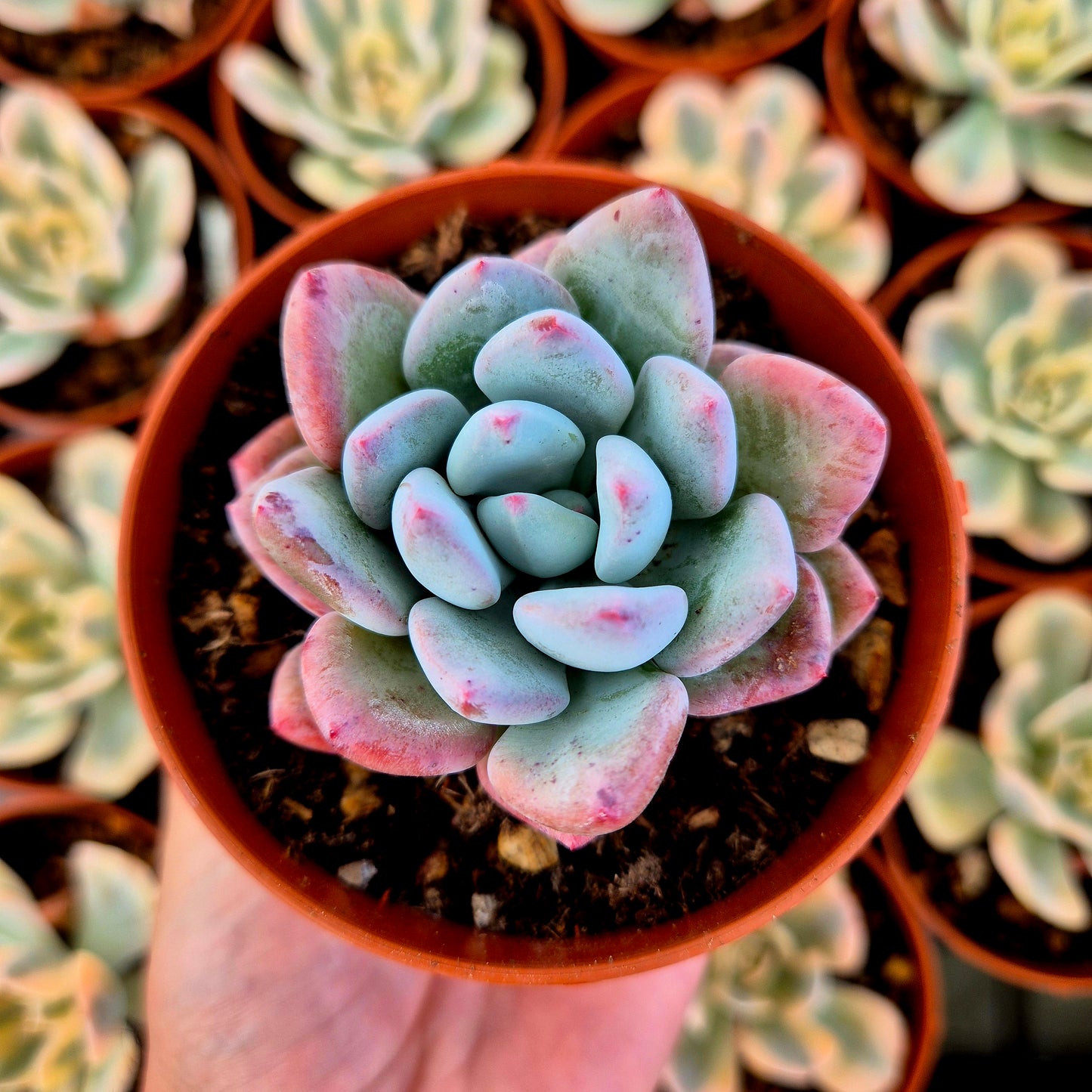 Pachyveria "Convor"