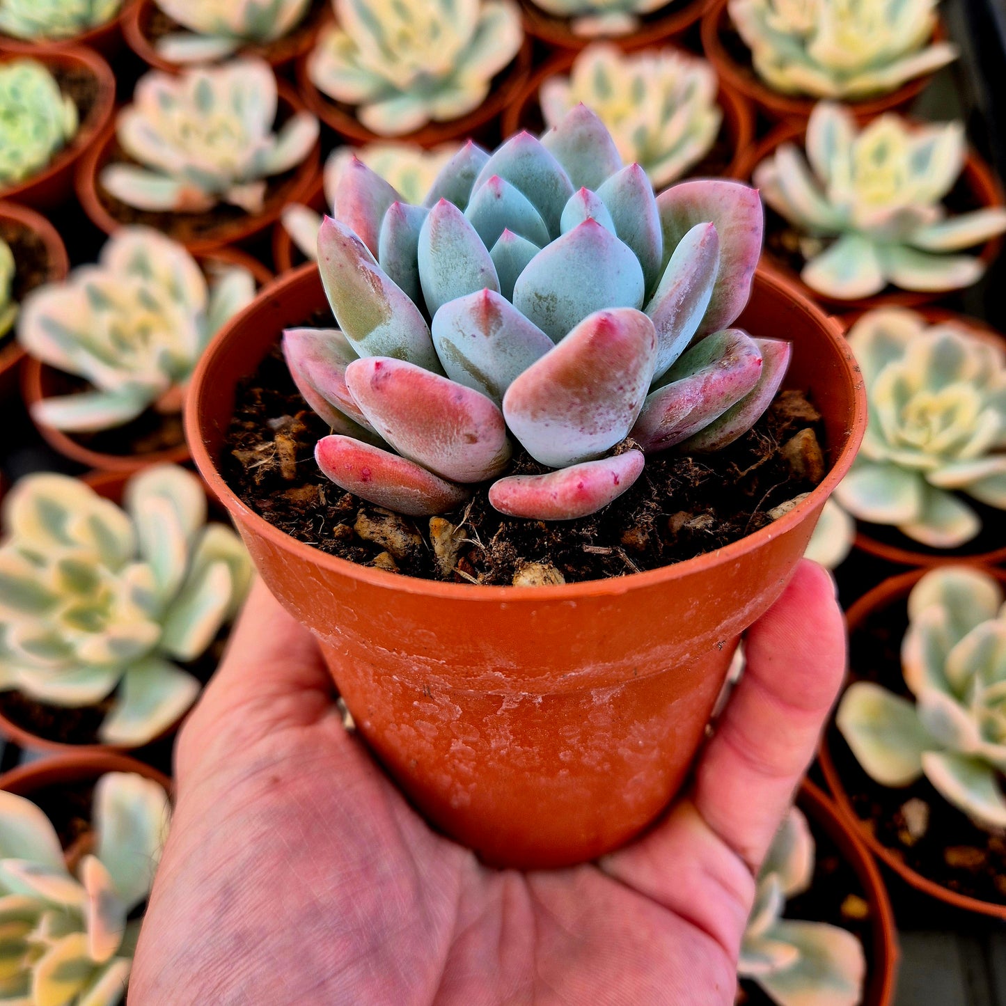 Pachyveria "Convor"
