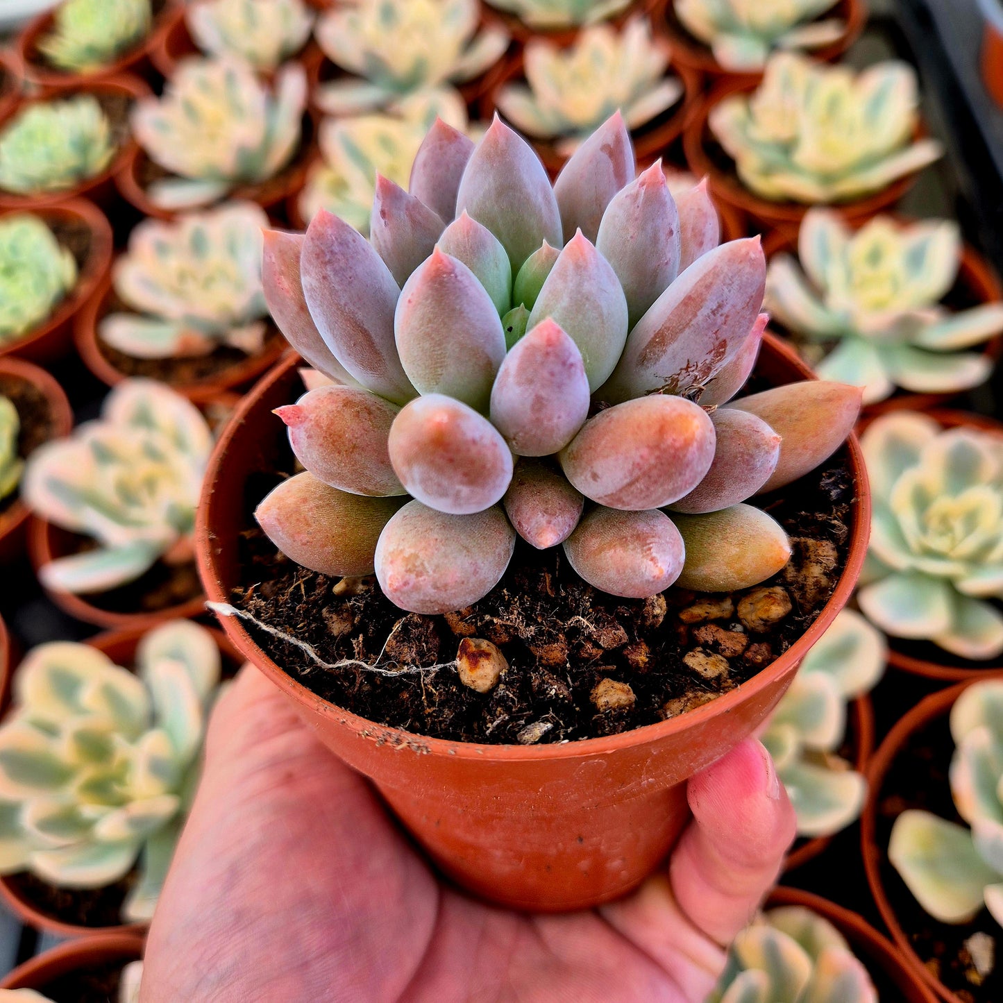 Pachyveria "Kyber"