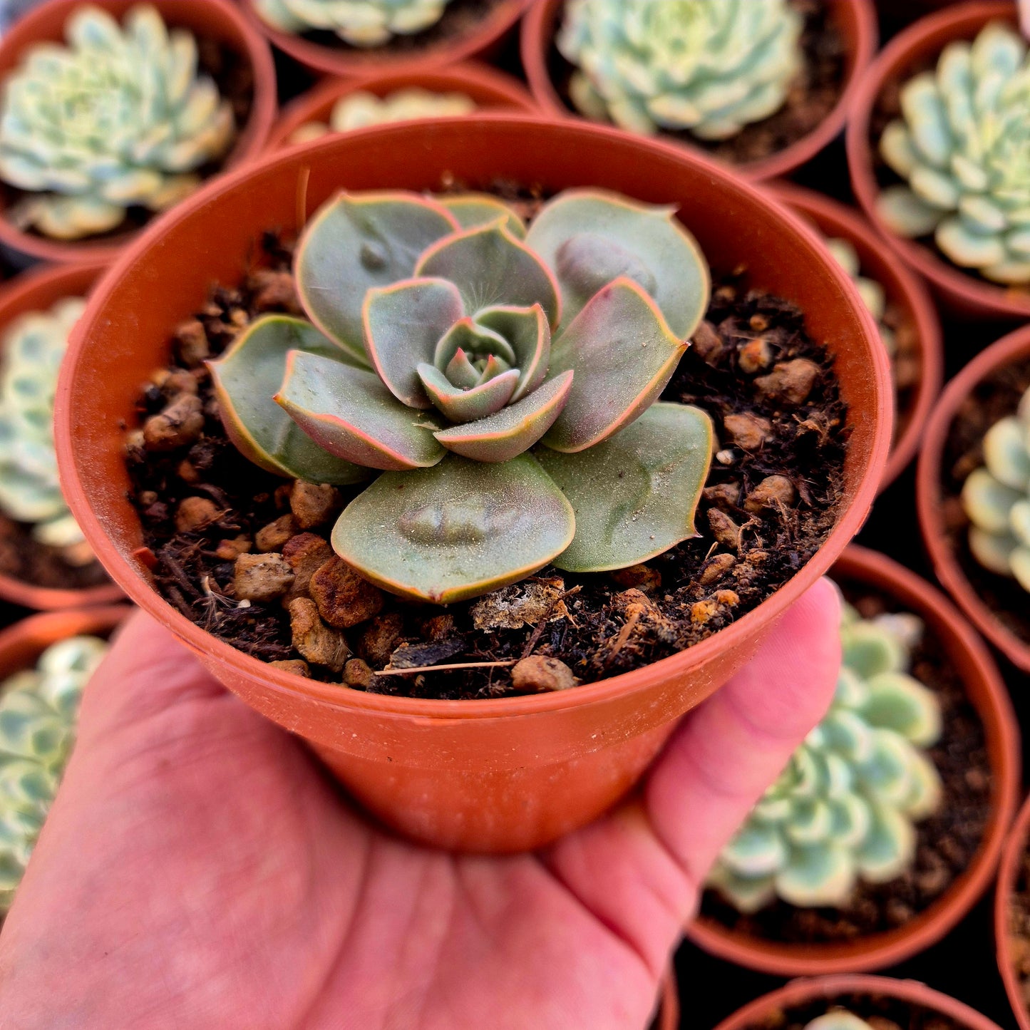 Echeveria "Red Light" warts