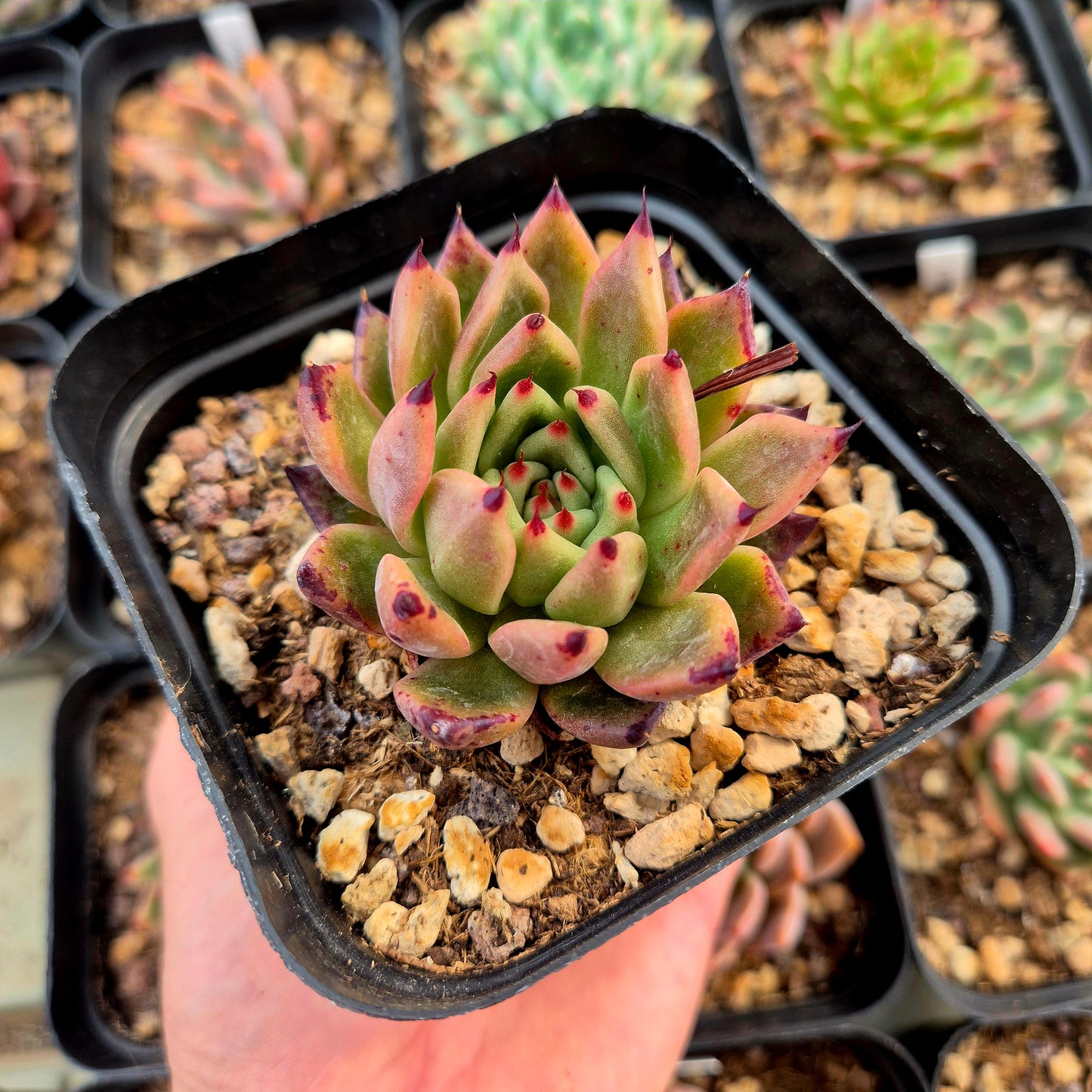 Echeveria "Ebano x Cupidata" x Echeveria turgida