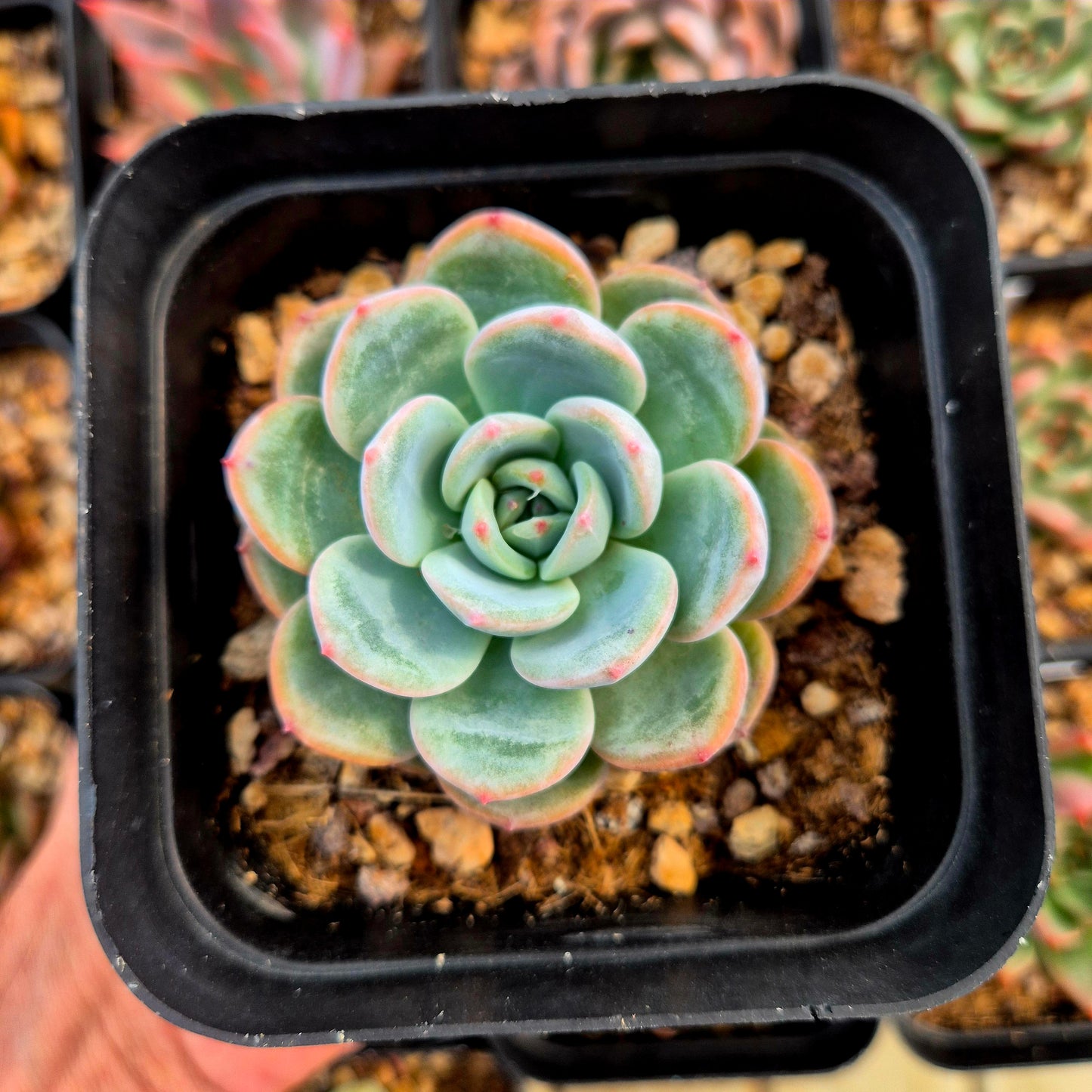 Echeveria colorata x Echeveria secunda, Azulita