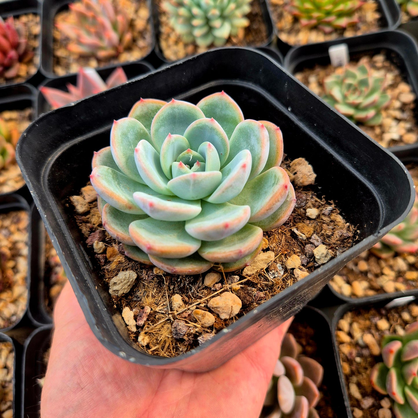 Echeveria colorata x Echeveria secunda, Azulita
