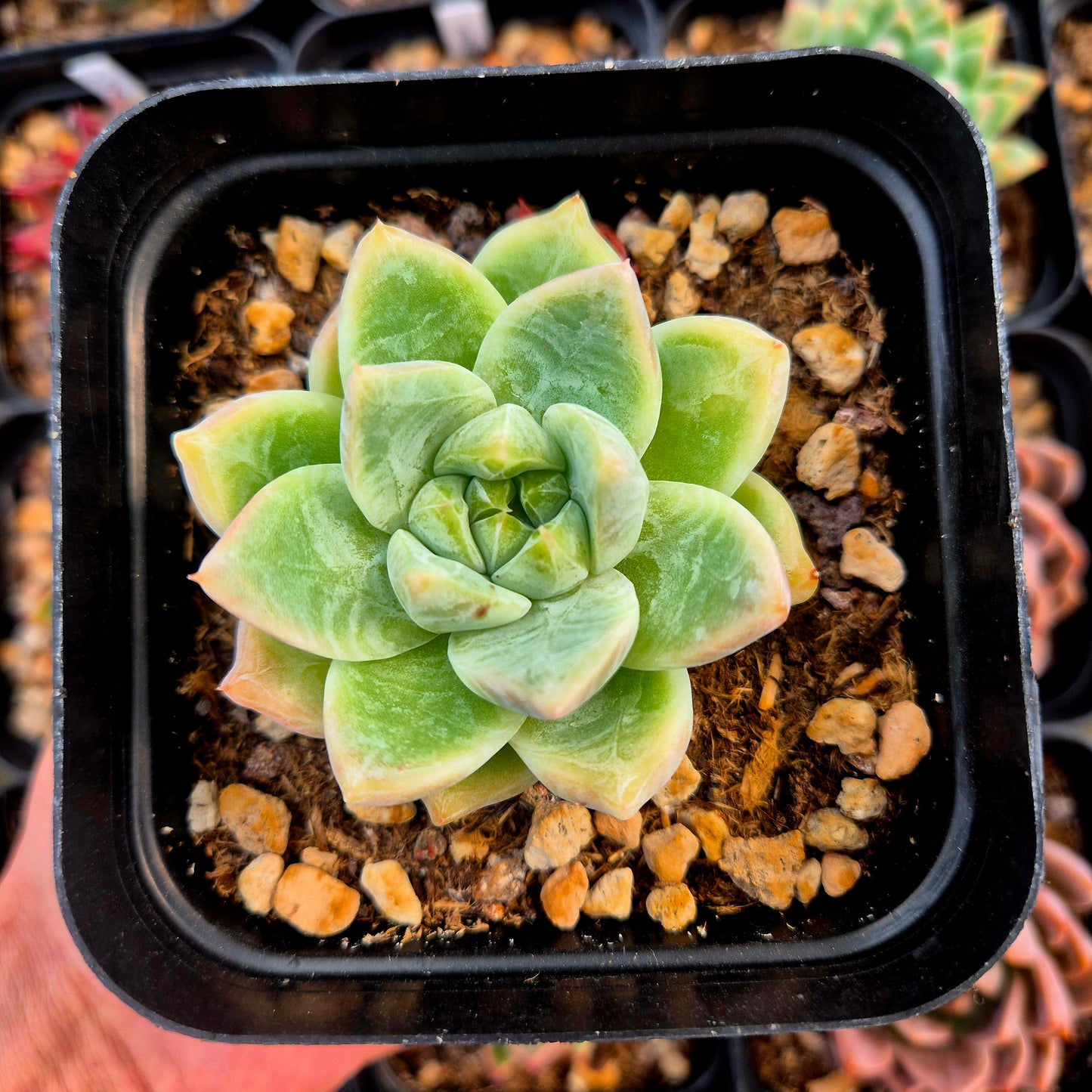 Echeveria colorata x Echeveria hyalina