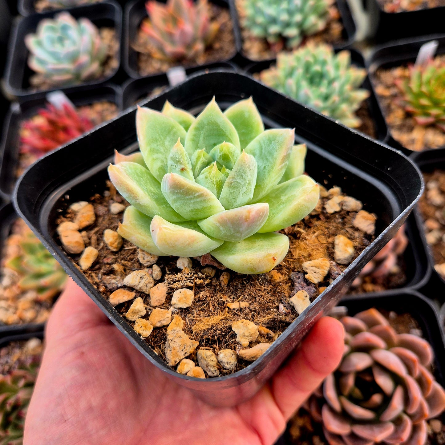 Echeveria colorata x Echeveria hyalina
