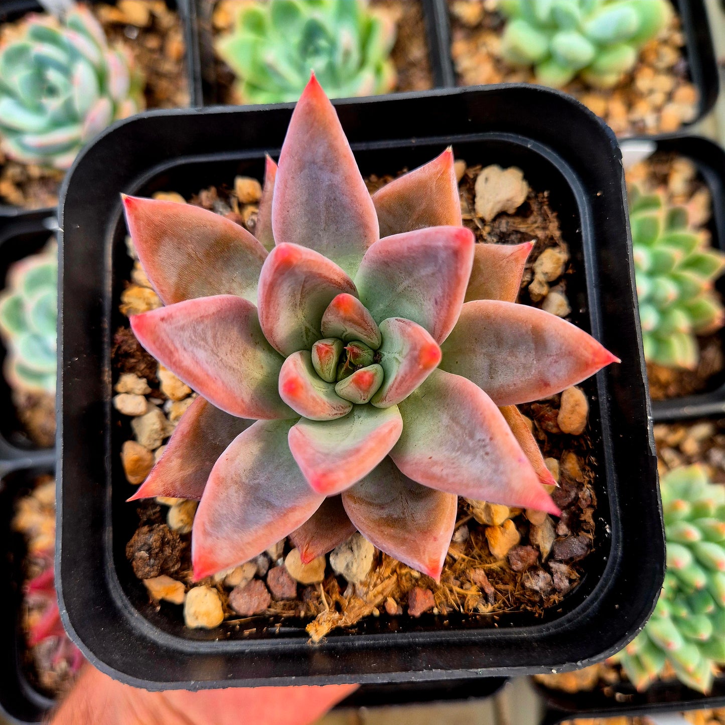 Echeveria colorata Messico Gigant x Echeveria tolimanensis