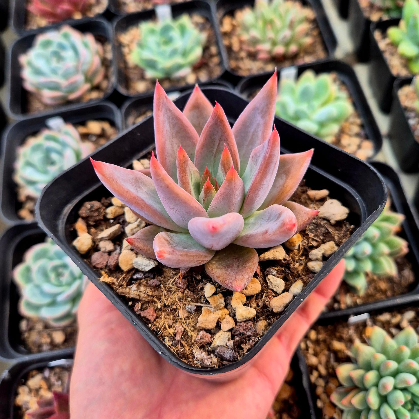 Echeveria colorata Messico Gigant x Echeveria tolimanensis