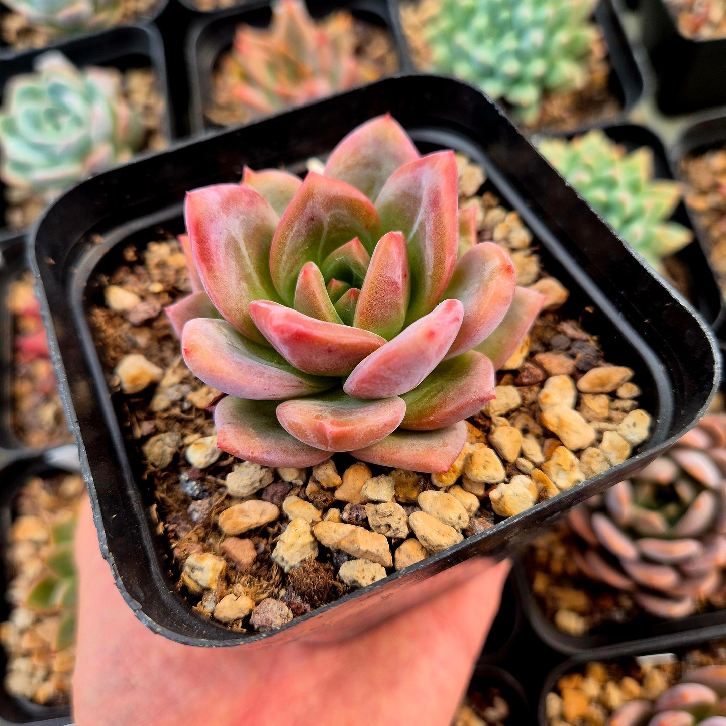 Echeveria agavoides, Romeo x echeveria laui