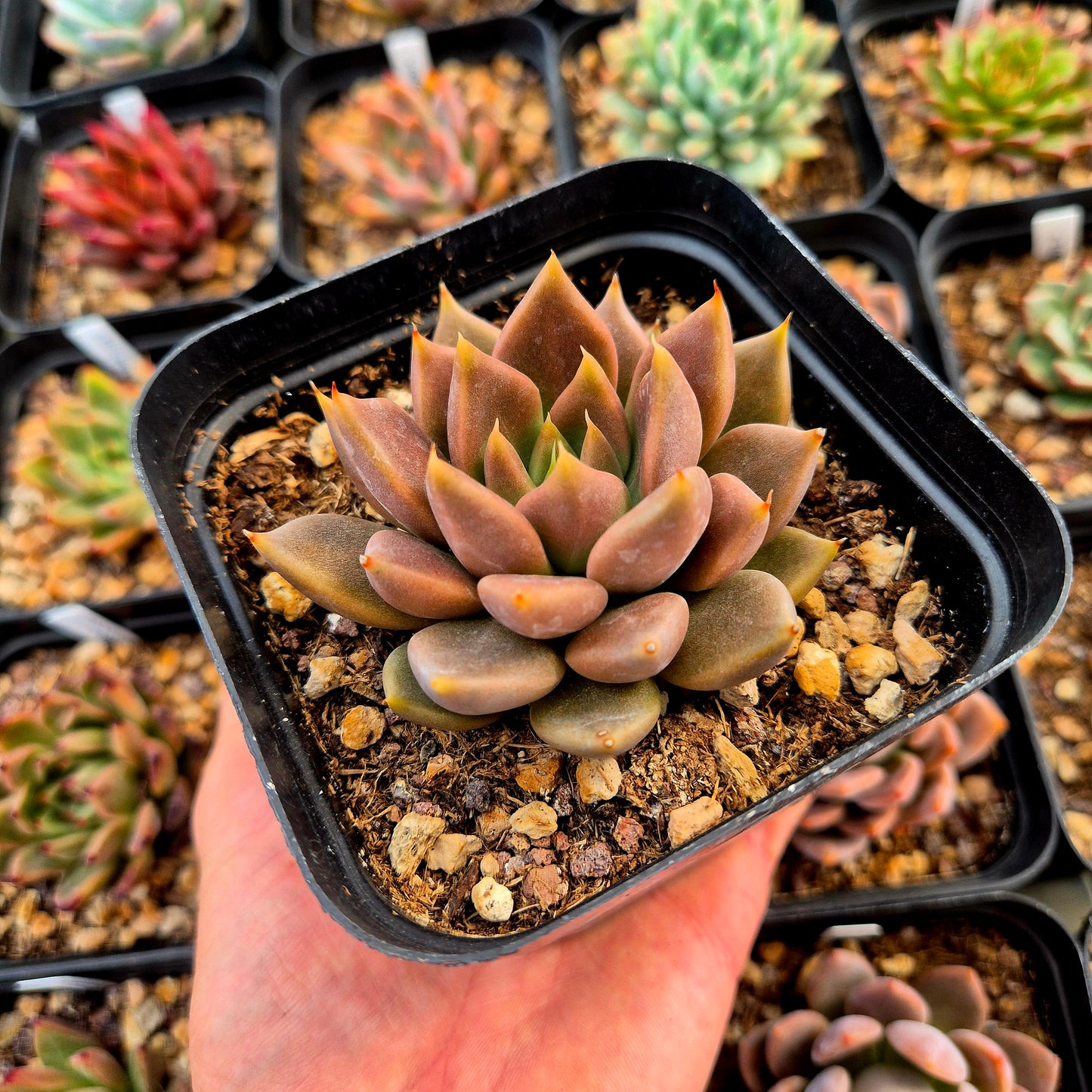 Echeveria tolimanensis x echeveria tobarensis