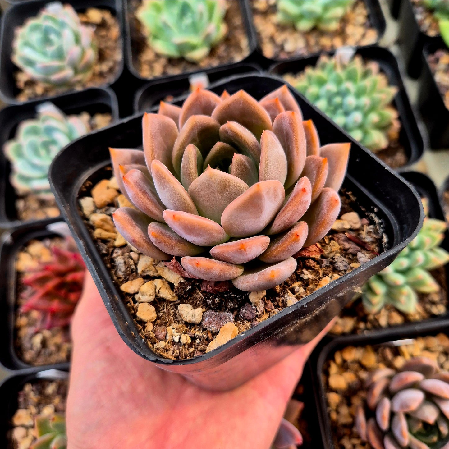 Echeveria tobarensis x echeveria laui