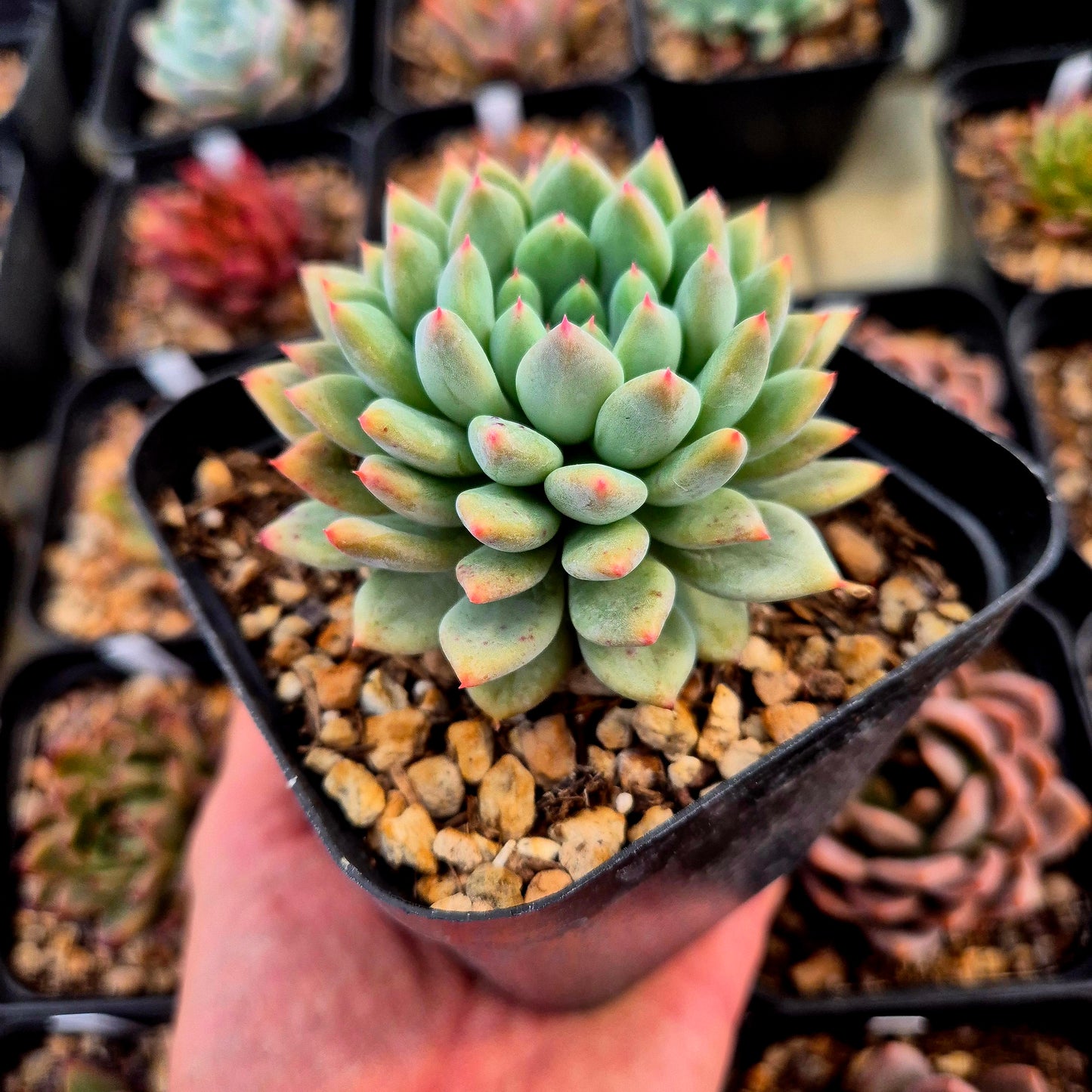 Echeveria zaragozae x pachyphytum rzedowskii