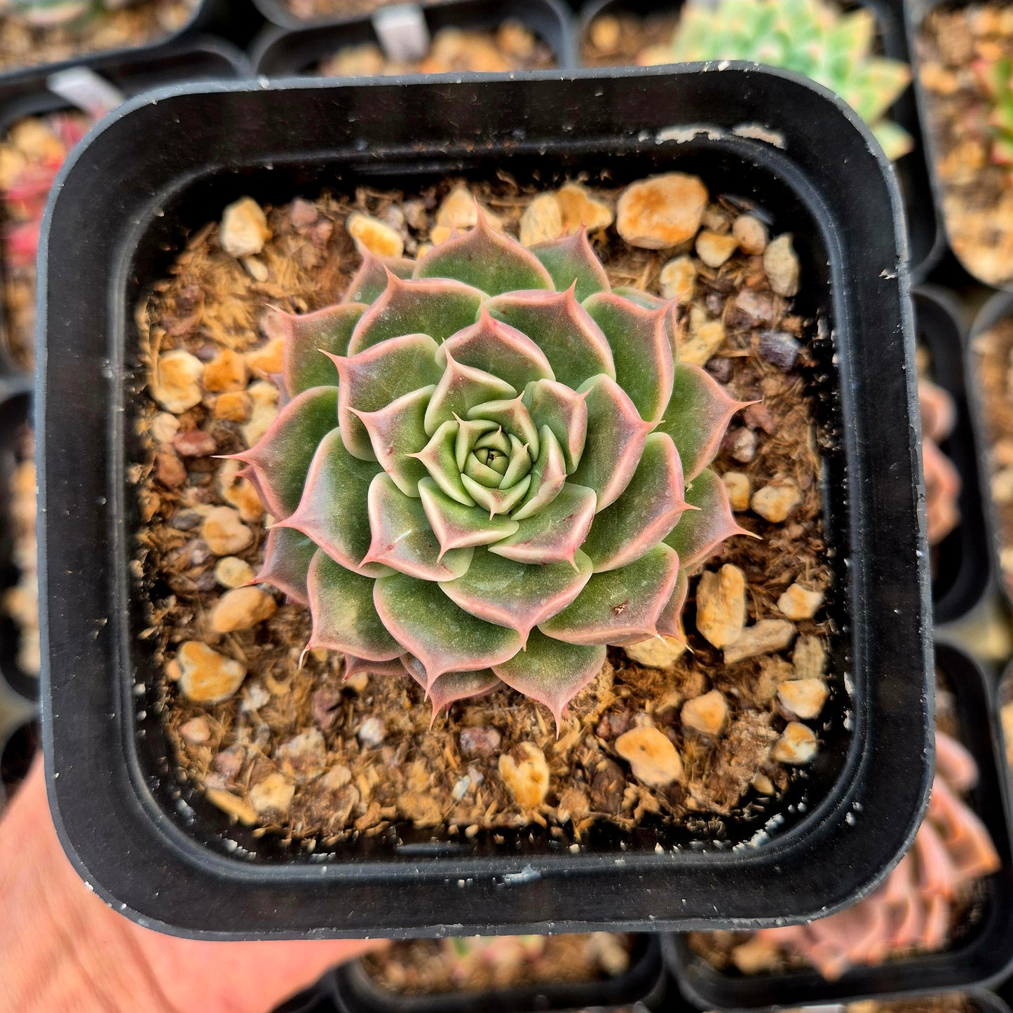 Echeveria tobar x echeveria hyalina