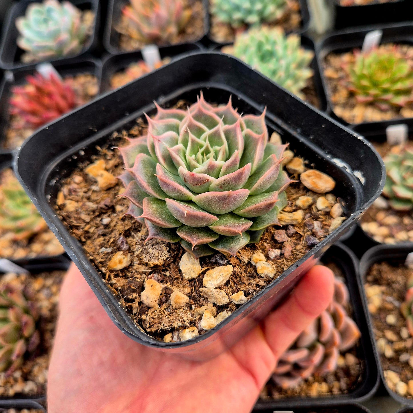 Echeveria tobar x echeveria hyalina