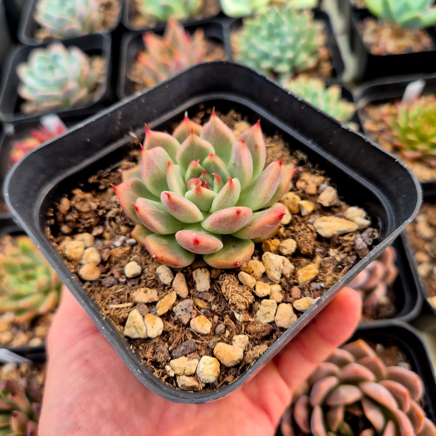 Echeveria tobar x echeveria agavoides