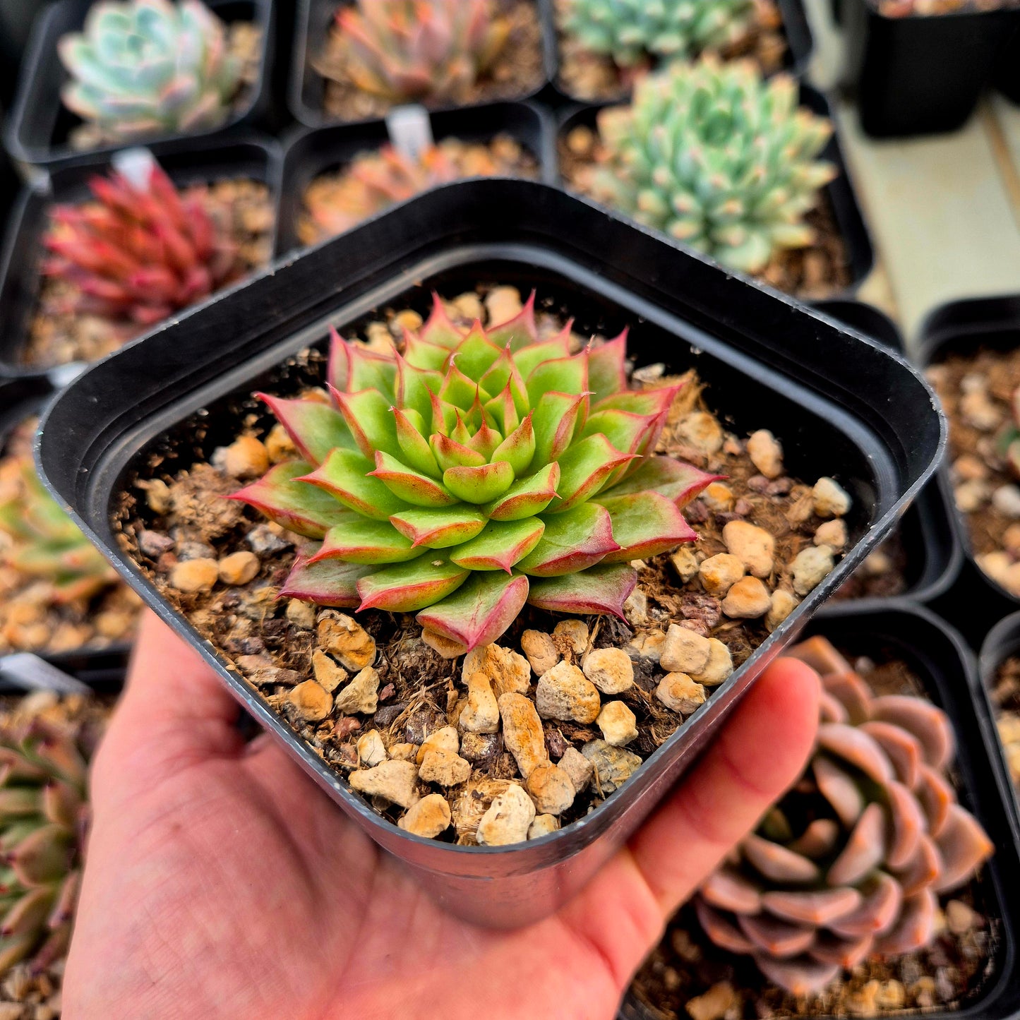 Echeveria agavoides Romeo Rubin x echeveria hyalina