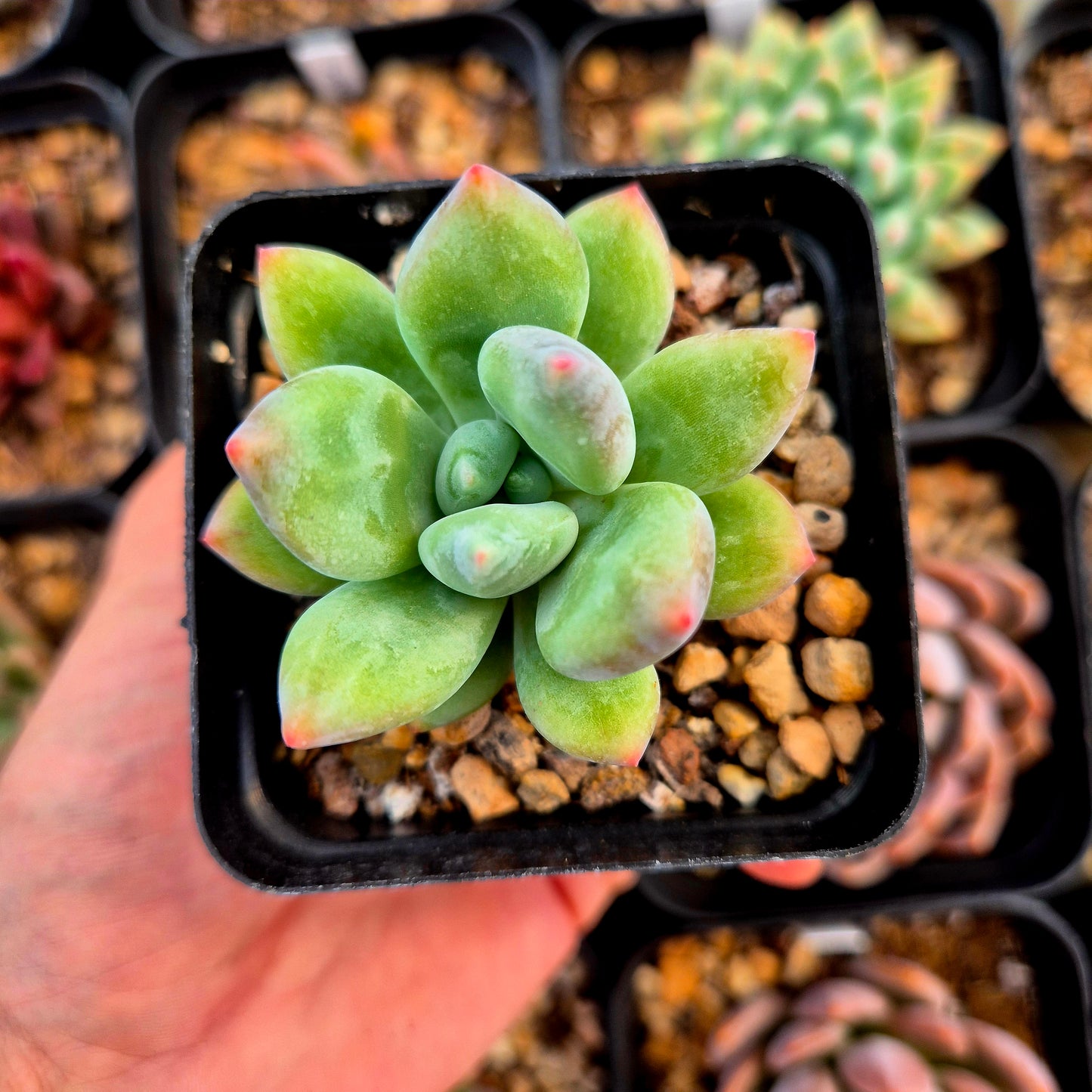 Echeveria colorata Mexico Gigant x pachyphytum garciae