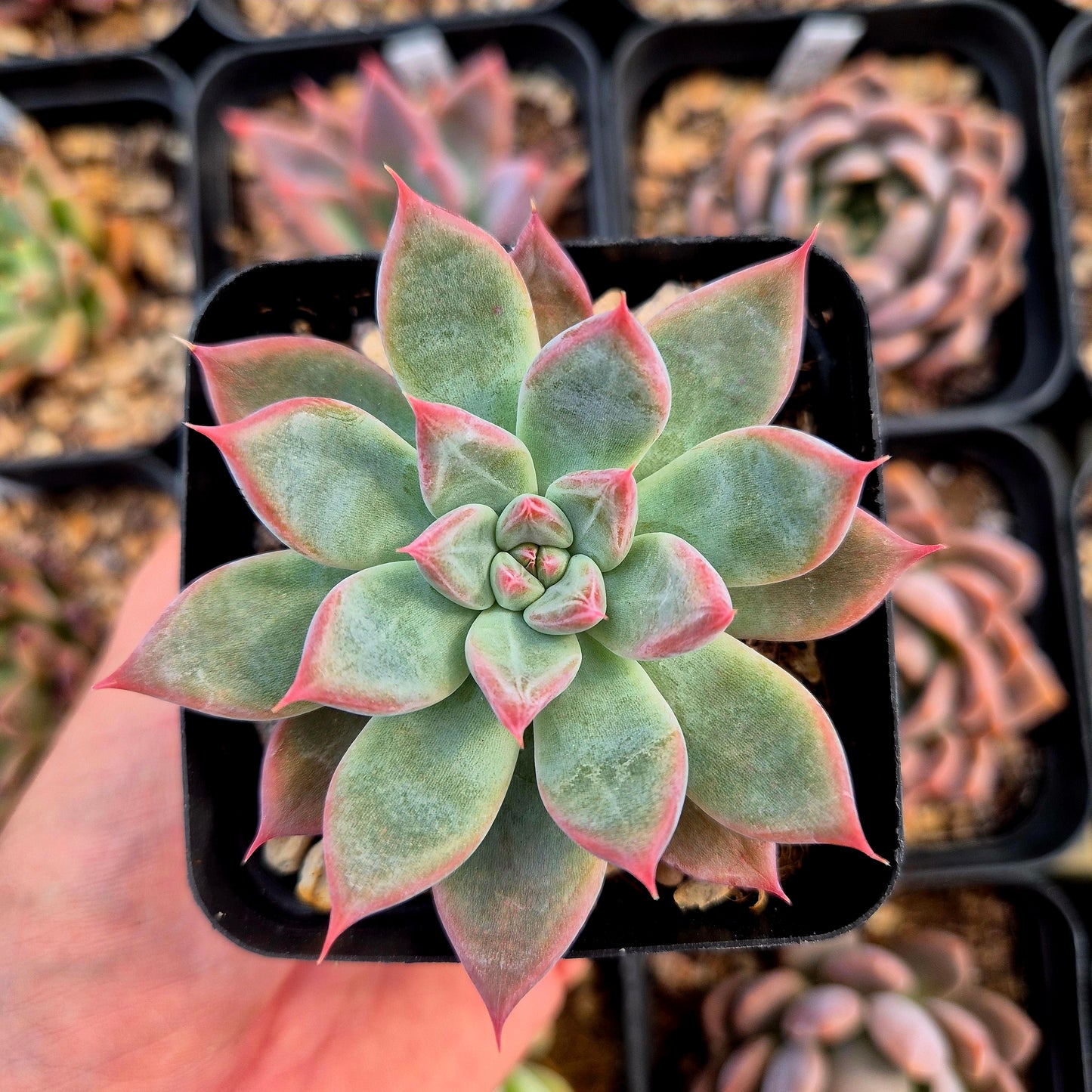 Echeveria colorata x echeveria tolimanesis