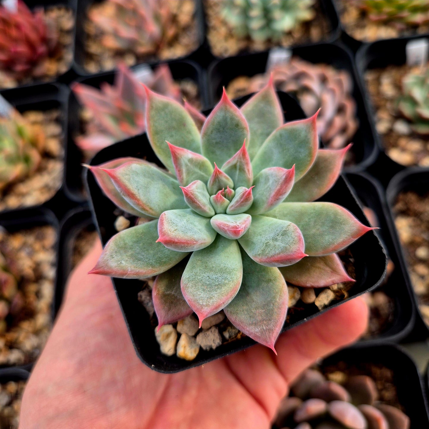 Echeveria colorata x echeveria tolimanesis