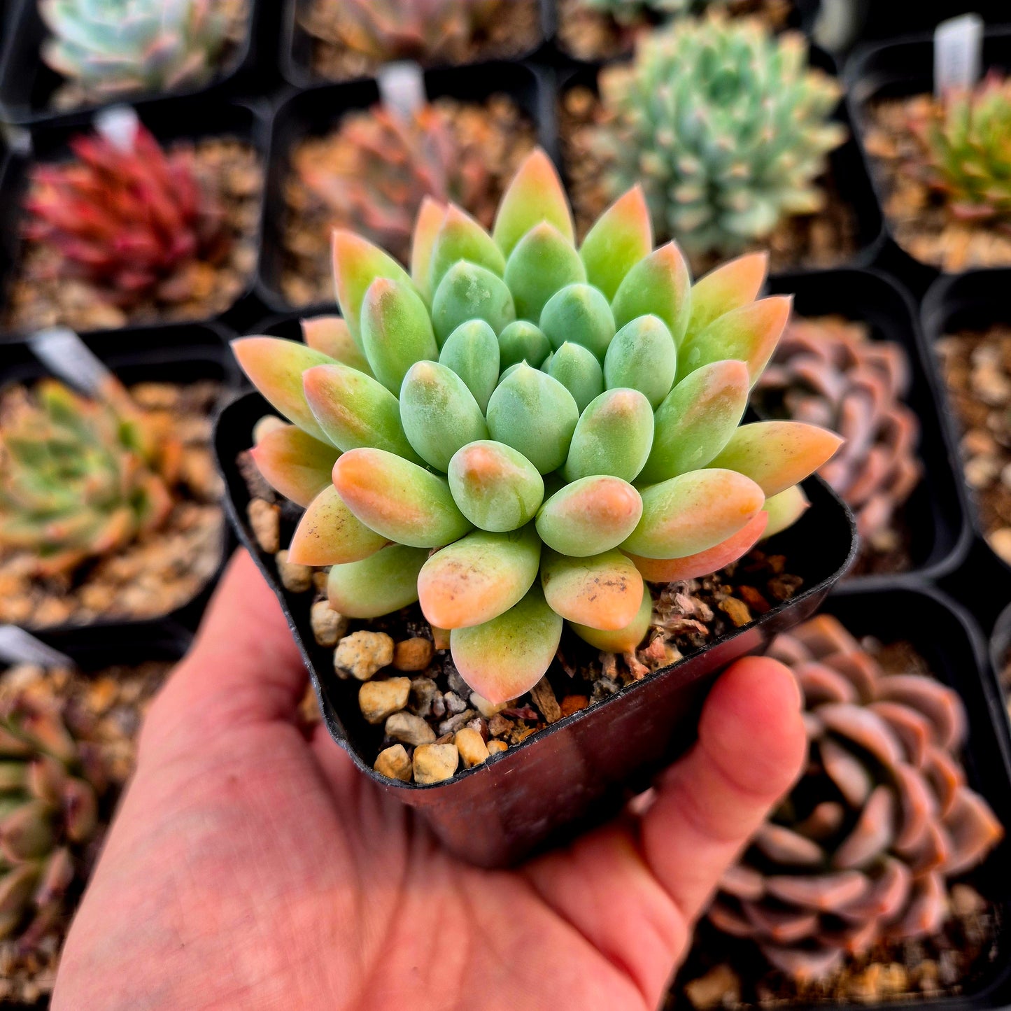 Echeveria albicans x pachyphtym garciae