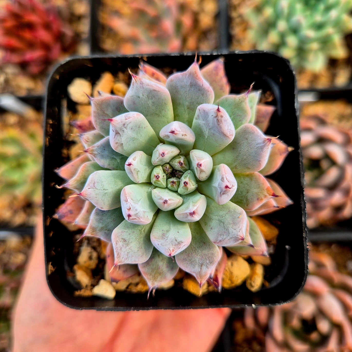 Echeveria zaragozae x echeveria agavoides