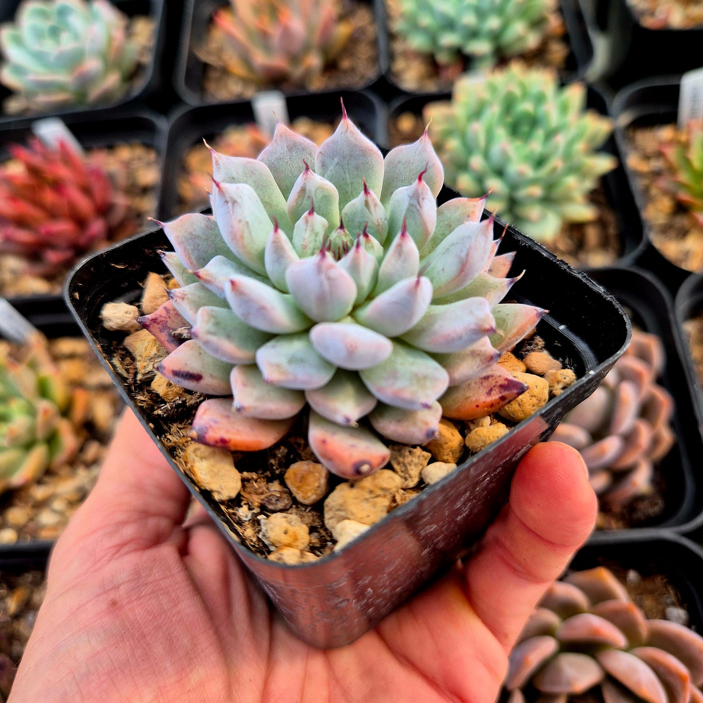 Echeveria zaragozae x echeveria agavoides